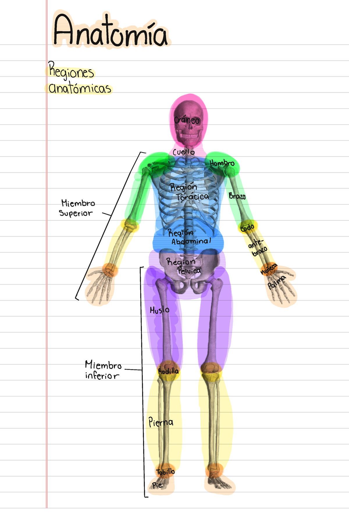 Anatomía - Anatomía Humana - Studocu