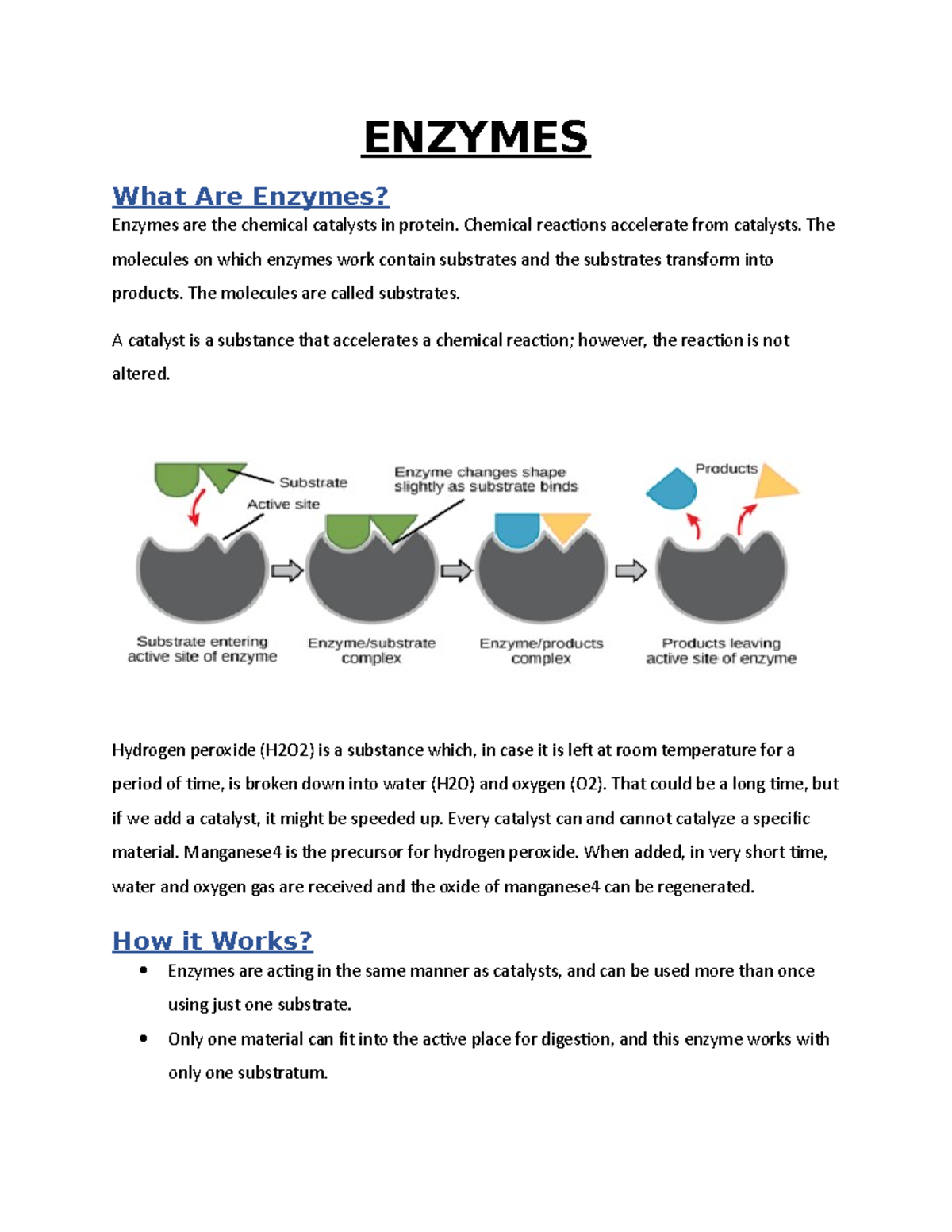 Enzymes O level notes for final ENZYMES What Are Enzymes? Enzymes