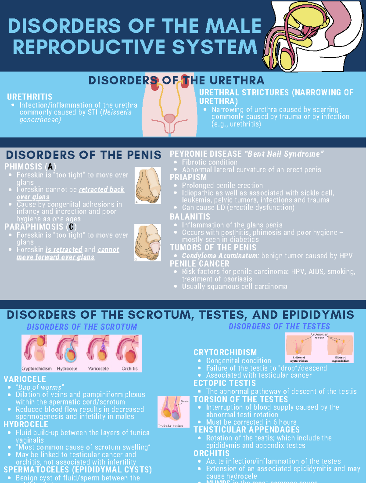 Patho Week 13 Disorders of the Male Reproductive System - DISORDERS OF ...