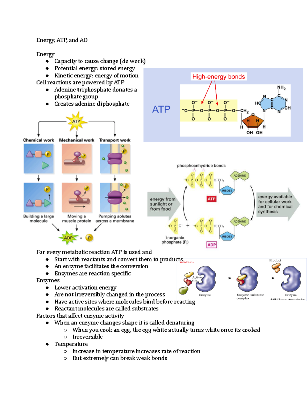 Energy, ATP, and ADP - Taught at UNCA by Caroline Kennedy - BIOL 125 ...