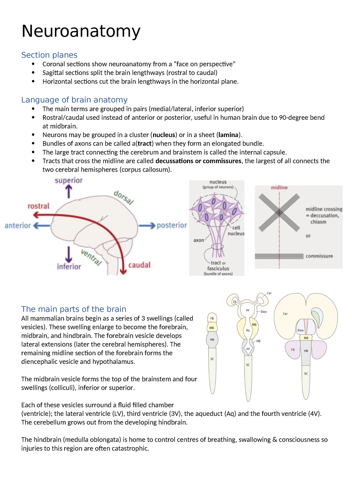 Neuroanatomy Revision - Neuroanatomy Section Planes Coronal Sections ...