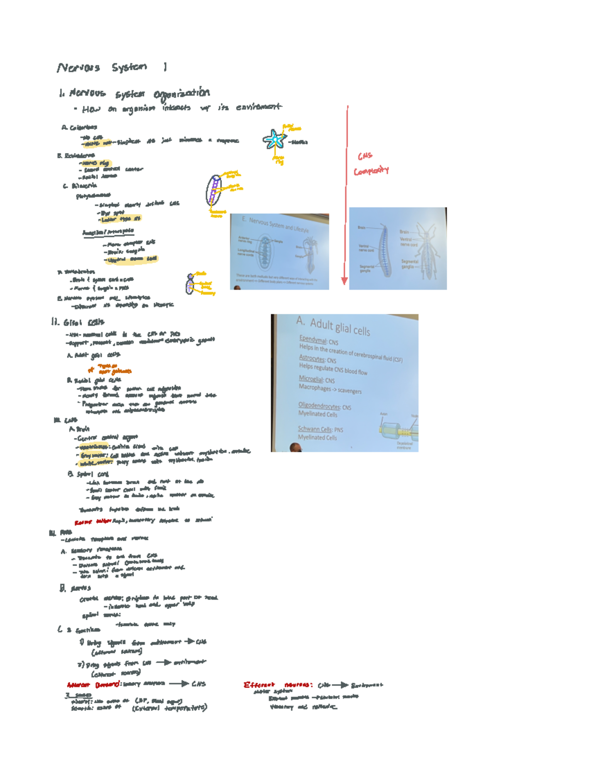 Bio ns notes - Nervous system I lNervous system organization How ...
