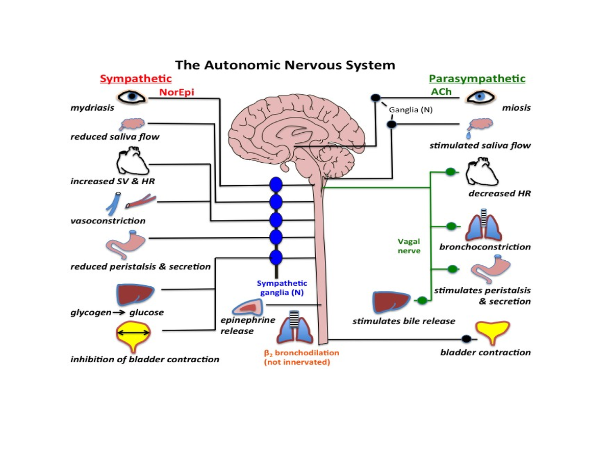 Sympathetic vs parasympathetic 2020 - Studocu