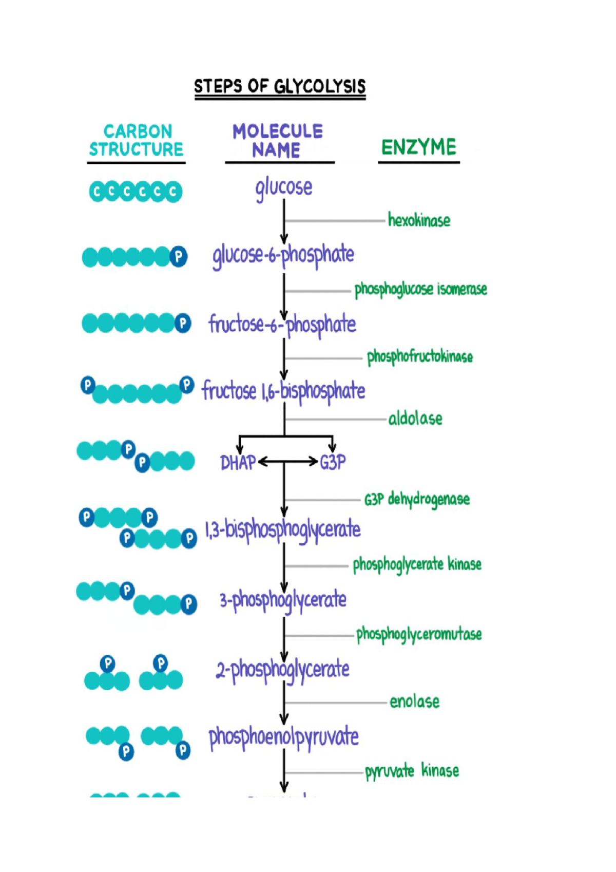 what does glycolysis produce - What Is Glycolysis? Glycolysis is a set ...