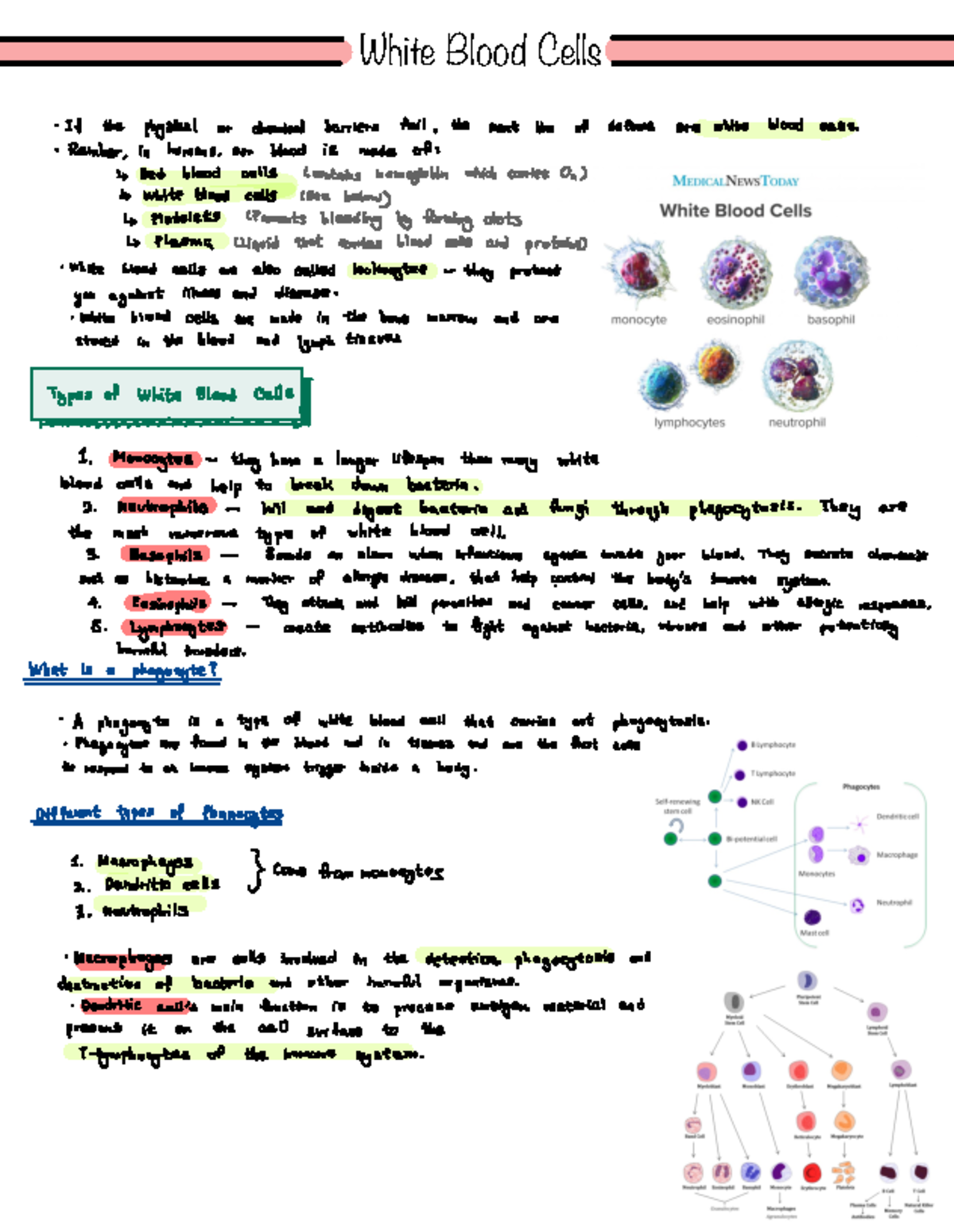 White Blood Cells Notes - White Blood Cells - If the physical or ...