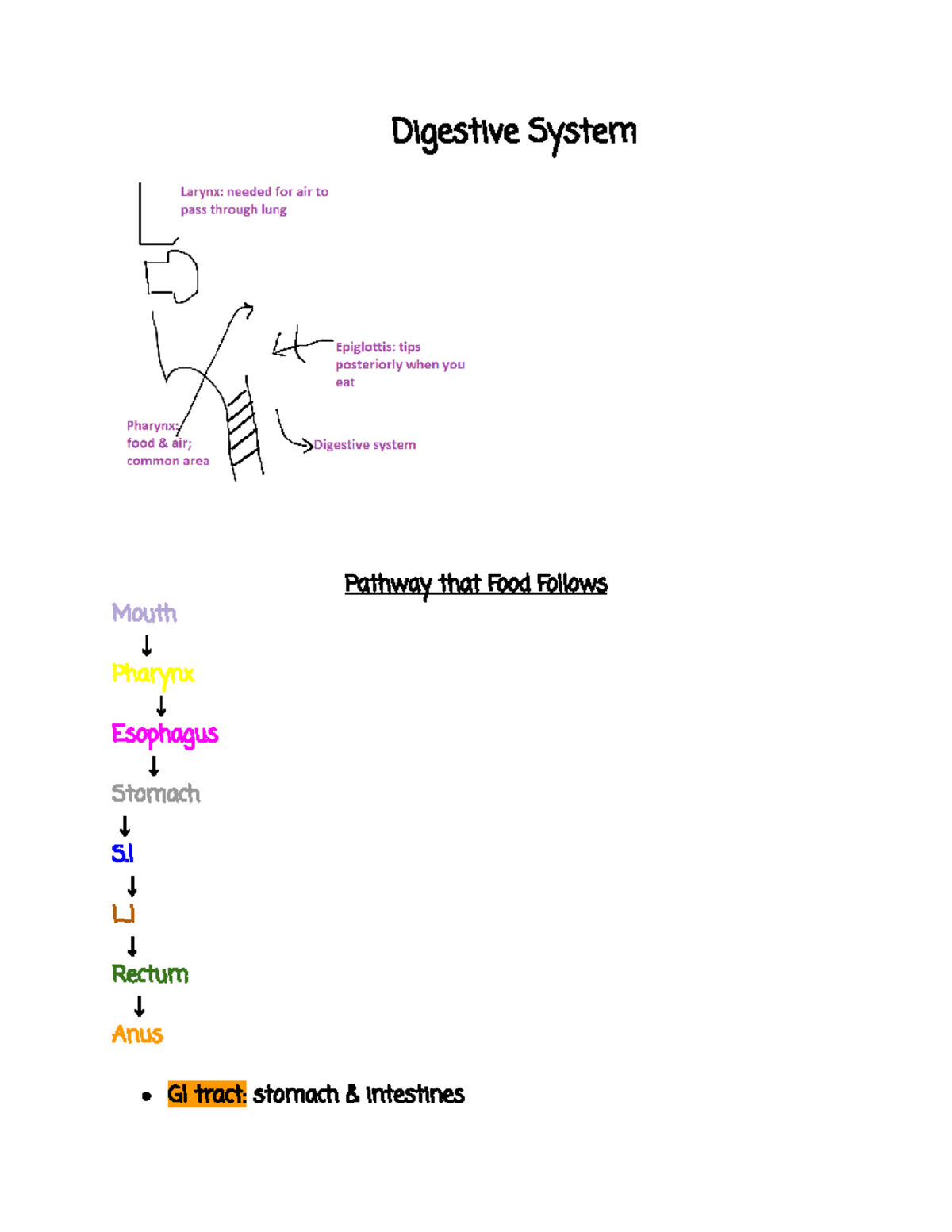 Digestive System Pt 1 Digestive System Pathway that Food Follows