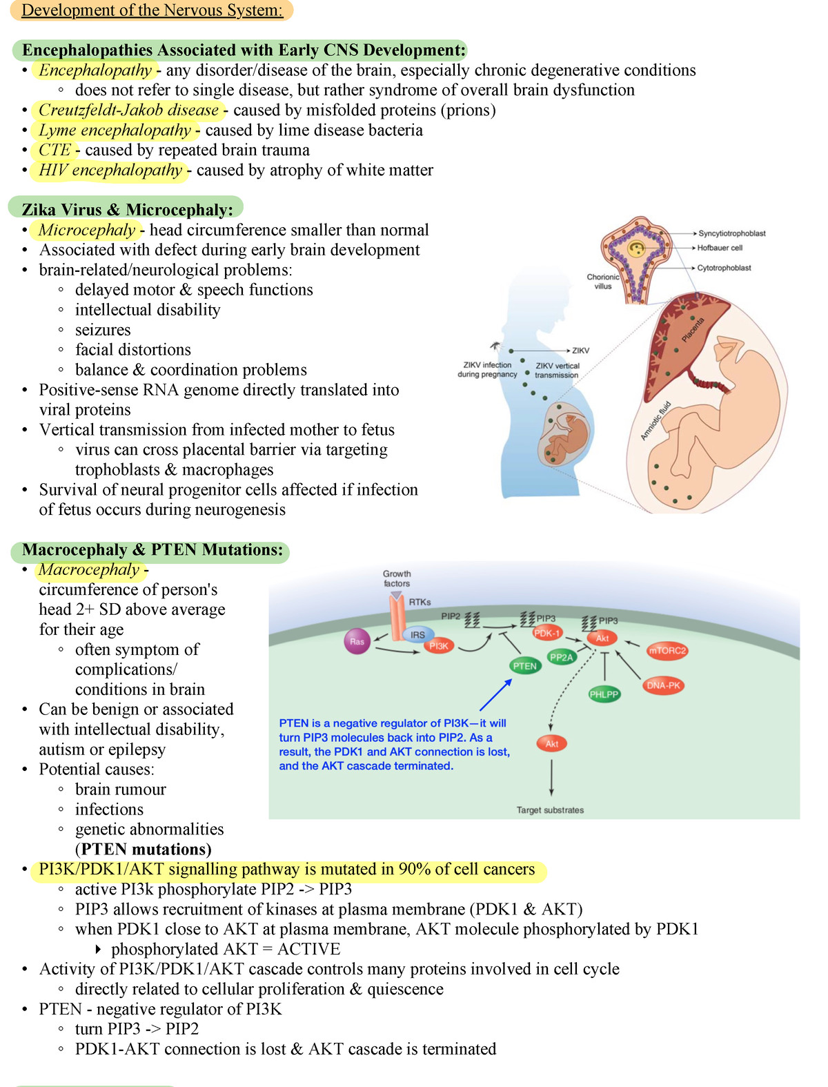 NEUR 3100 Midterm Disorders Sheet - Development of the Nervous System ...