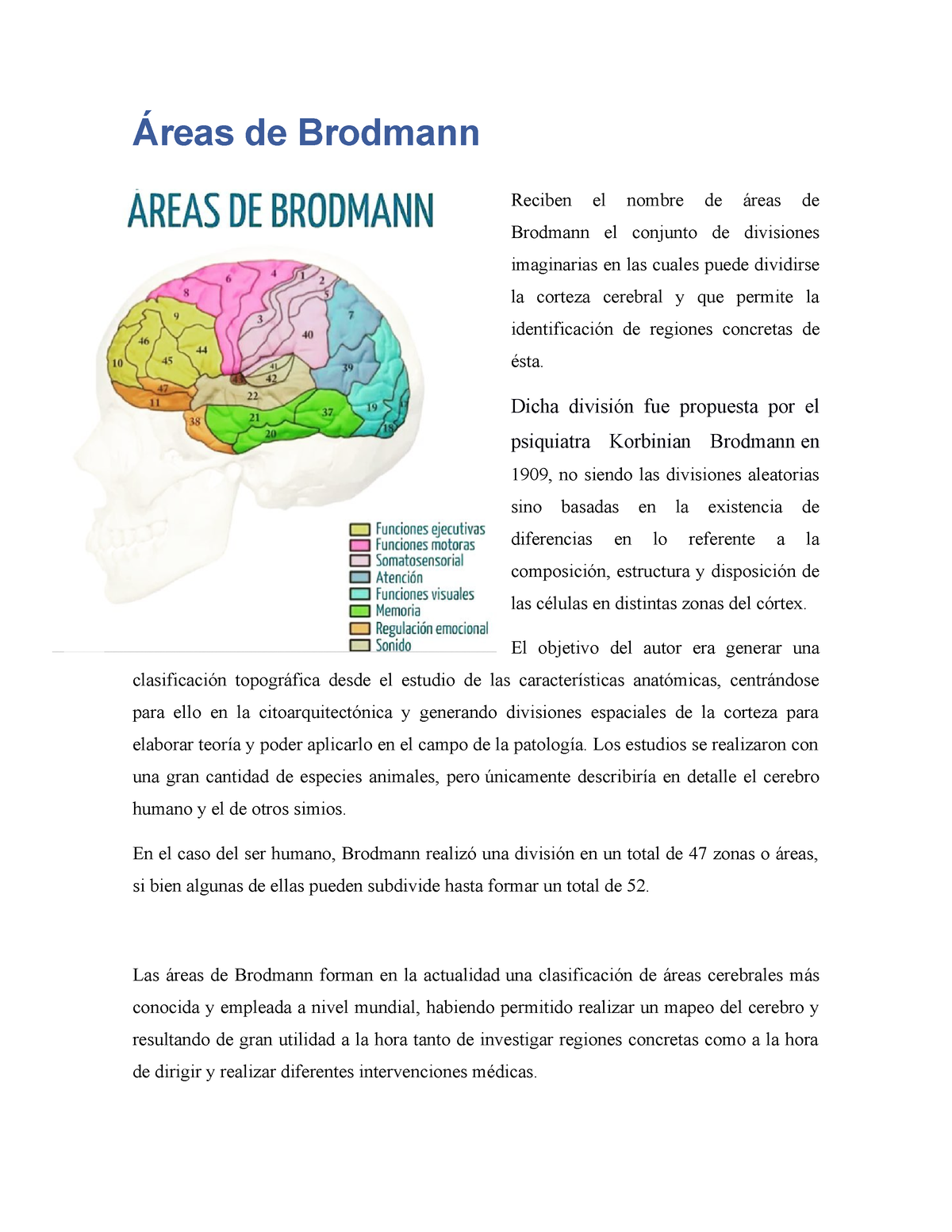 Áreas De Brodmann - Áreas De Brodmann Reciben El Nombre De áreas De ...