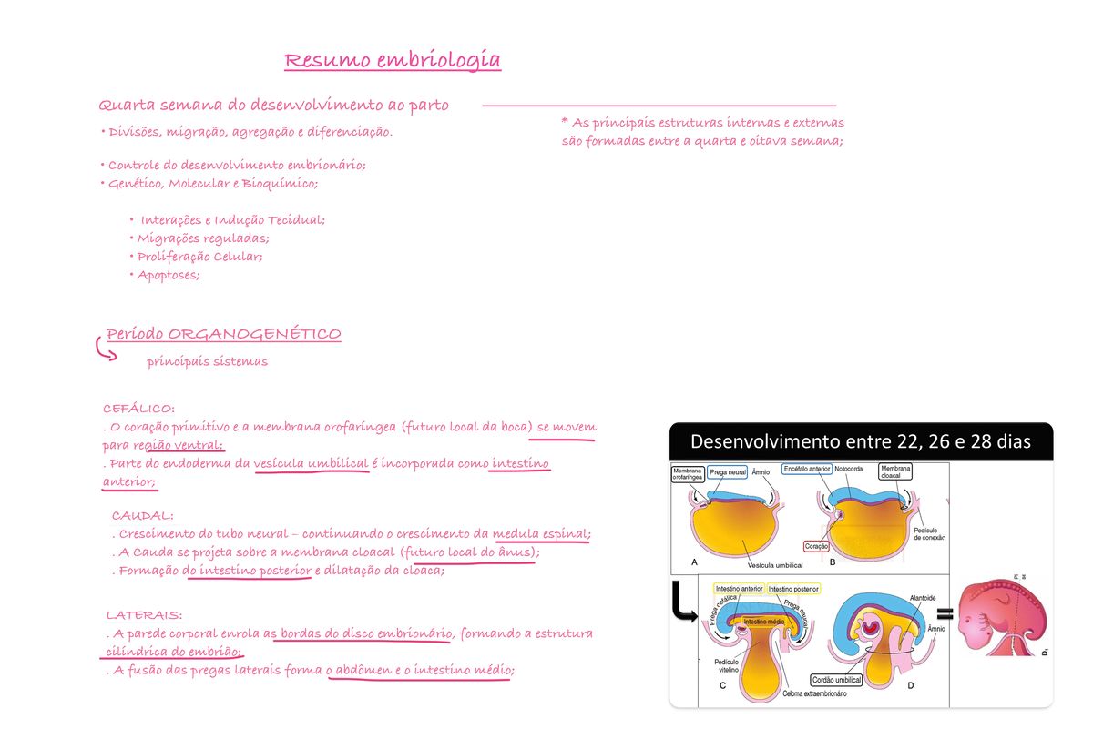 Resumo embriologia - Resumo embriologia Quarta semana do ...