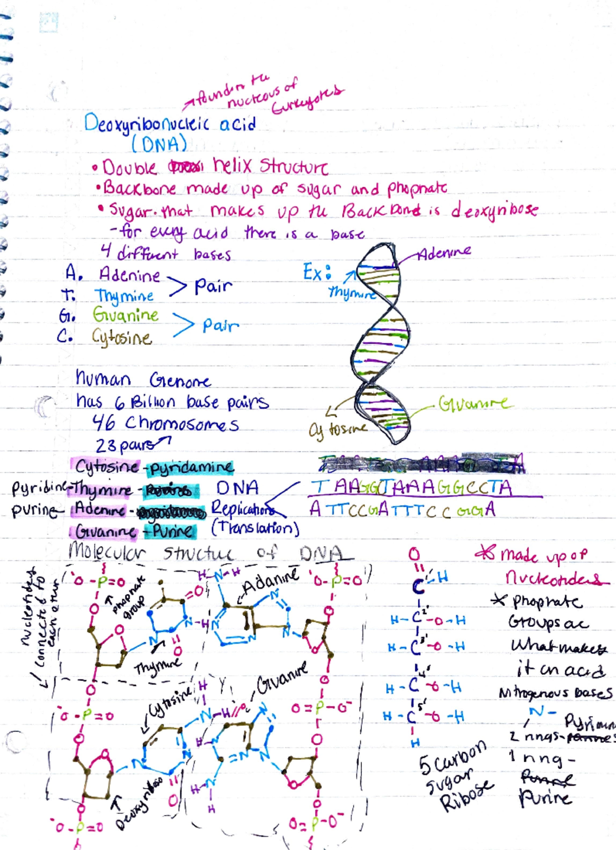 Biology - this is my second year, I hope this helps most of it from