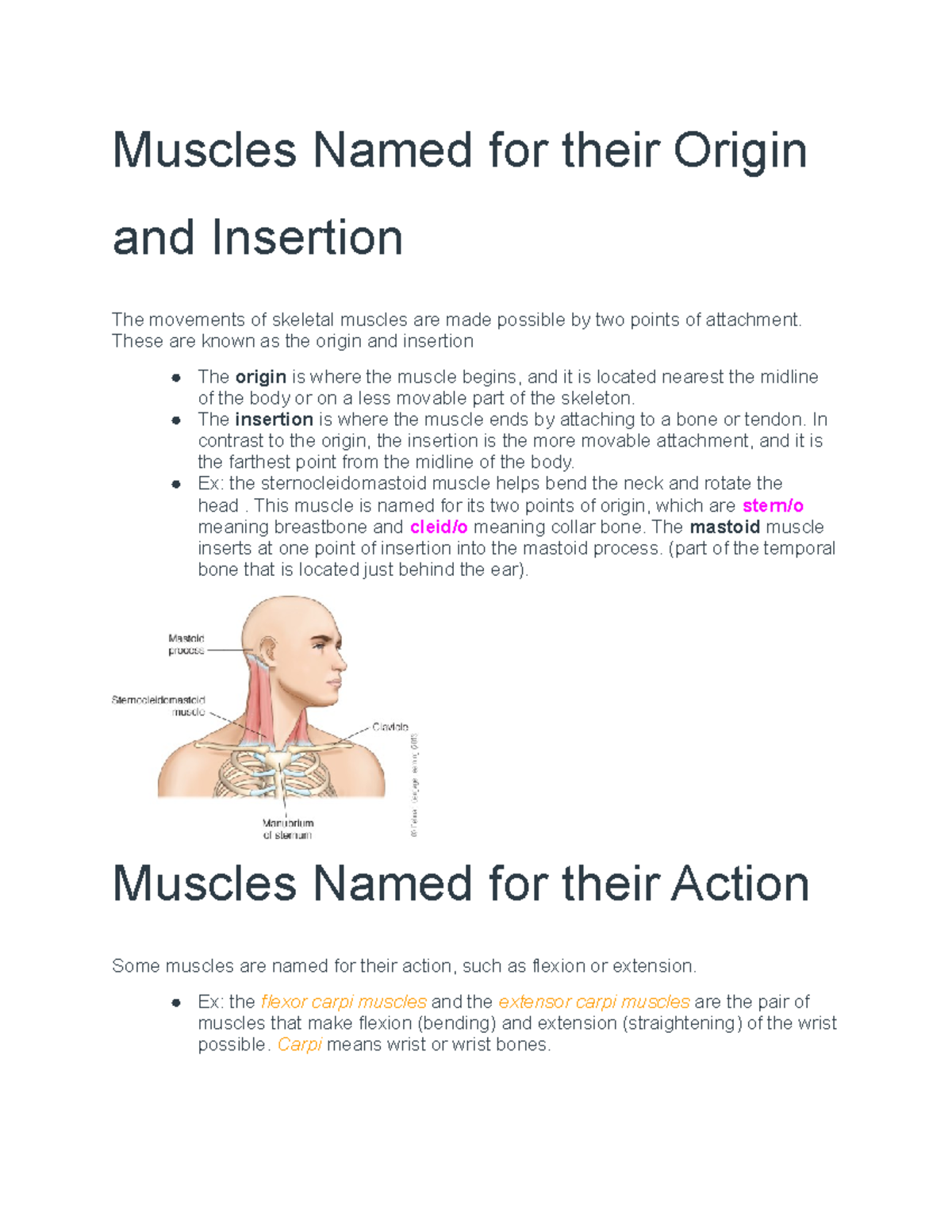 how-muscles-are-named-instructor-given-course-notes-complete