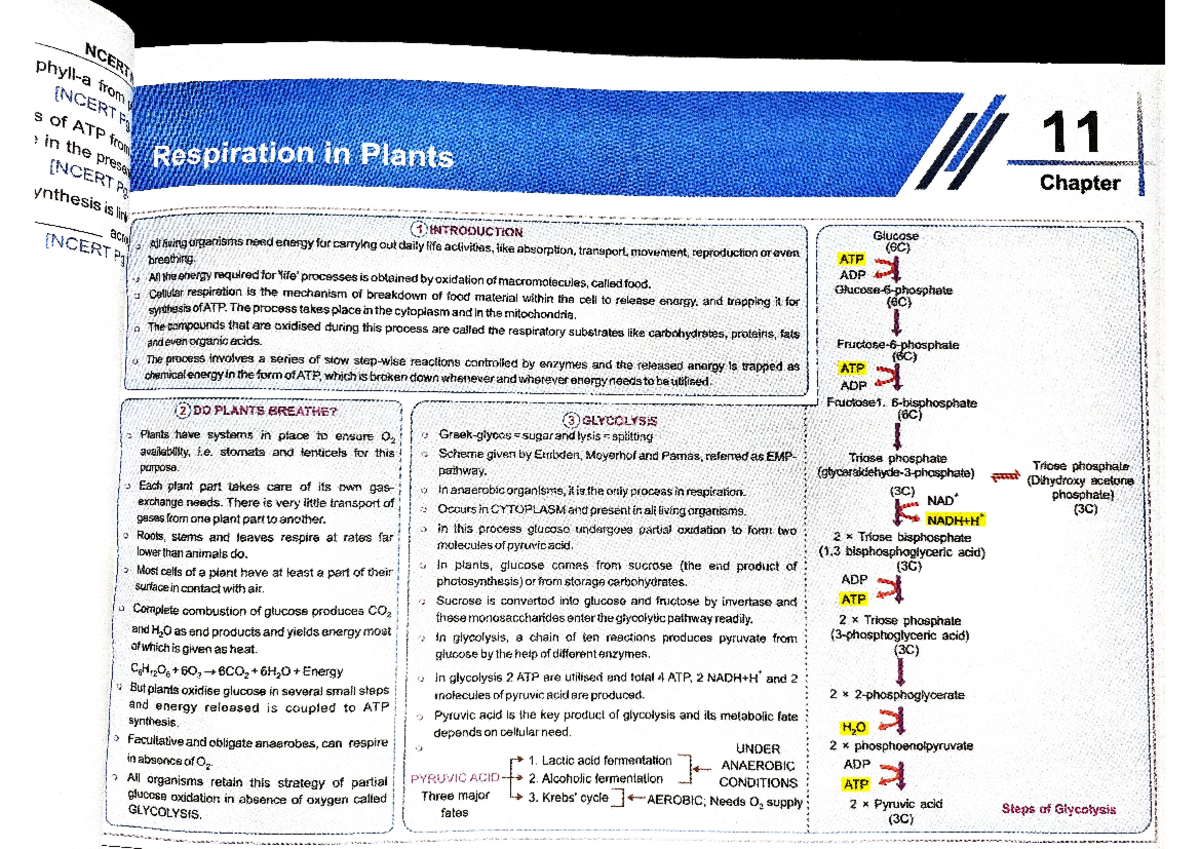 NEET Class 12 Respiration IN Plants Chapter WITH ALL Points - Class 11