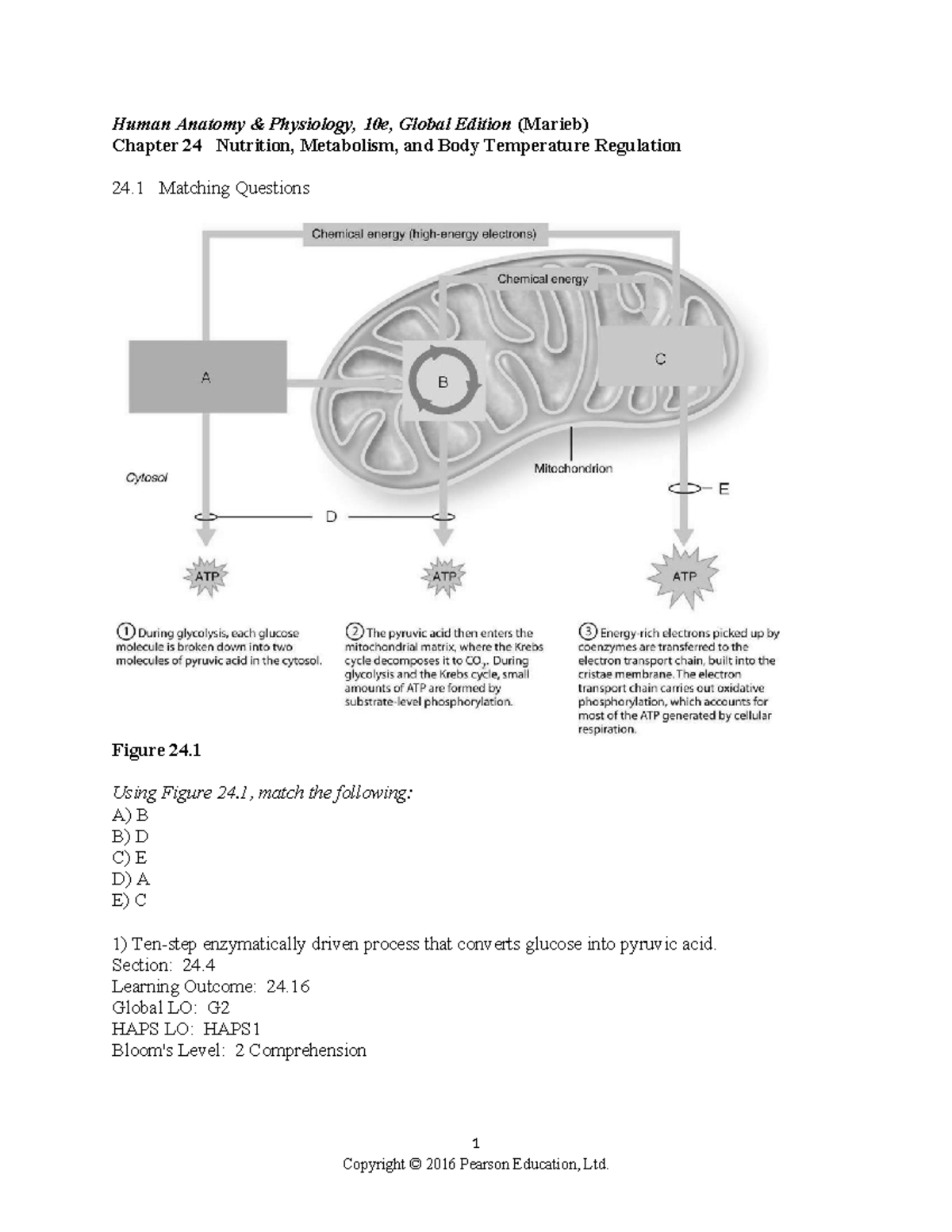 Ch 24 Test Bank - Test Bank - Human Anatomy & Physiology, 10e, Global ...