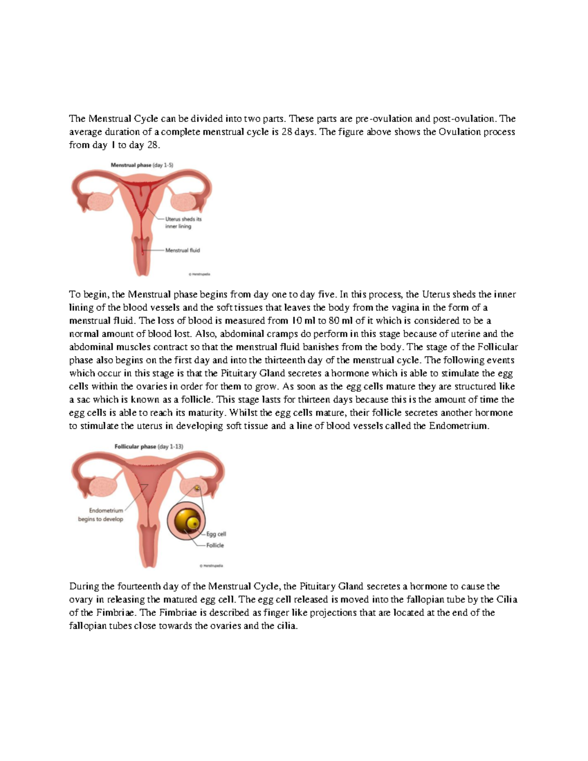 Stages of the Menstral Cycle - The Menstrual Cycle can be divided into ...