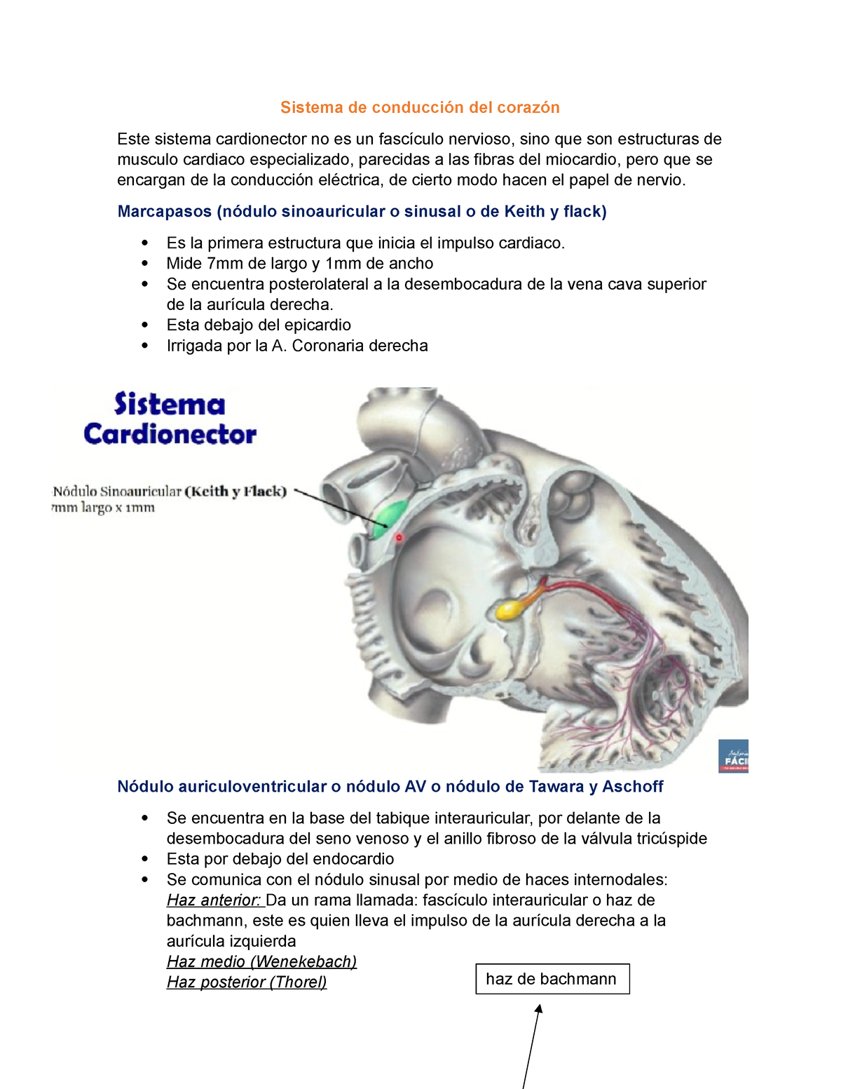 Sistema De Conducción Del Corazón - Sistema De Conducción Del Corazón ...