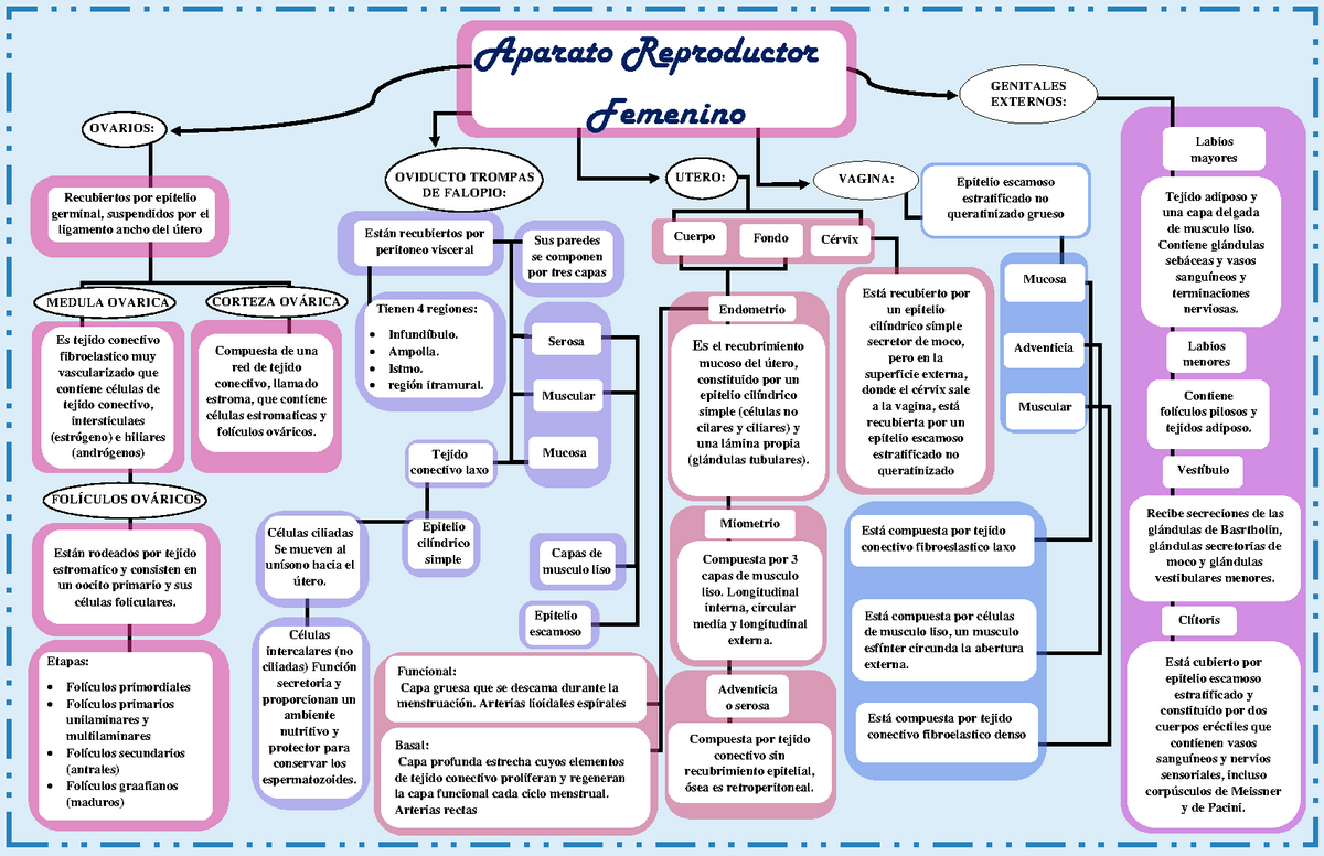 Mapa conceptual Sistema Reproductor Femenino - Aparato Reproductor Femenino  Recubiertos por epitelio - Studocu