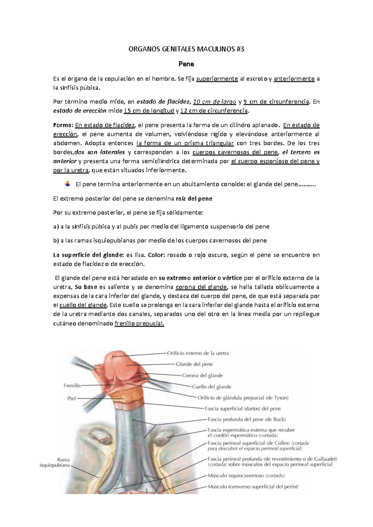 Organos Genitales Maculinos 3 - ORGANOS GENITALES MACULINOS # 3 Pene Es el  órgano de la copulación - Studocu