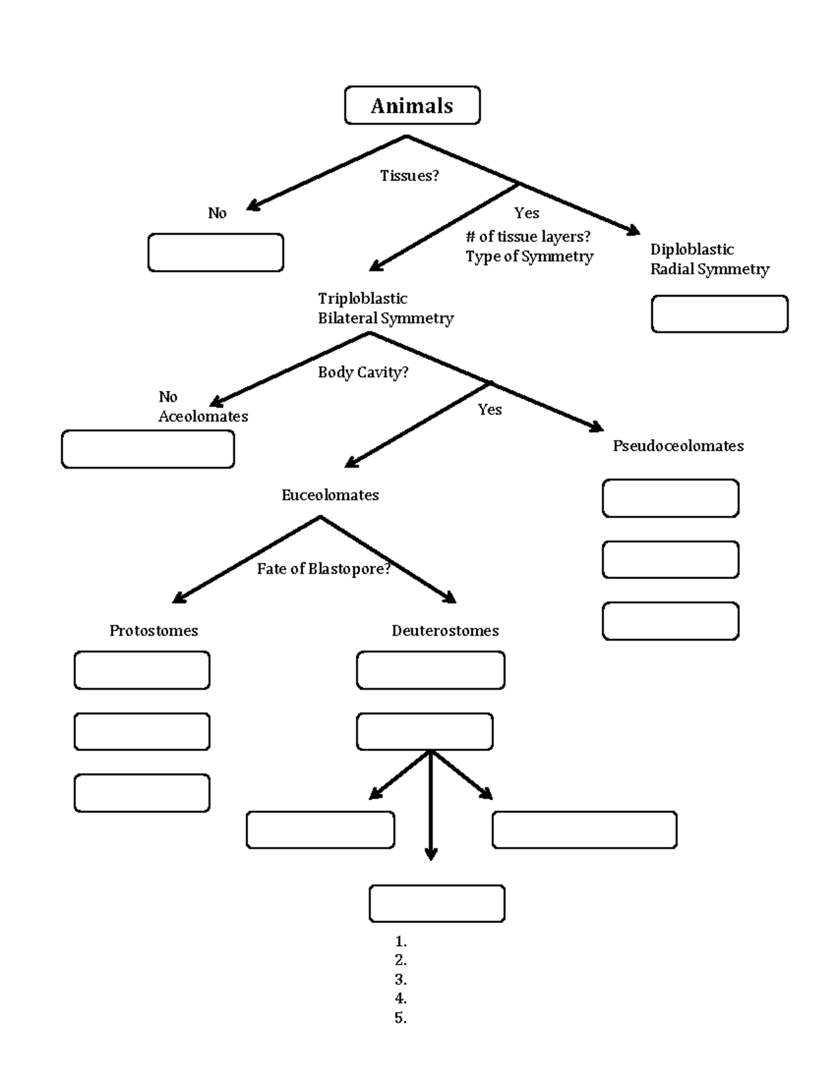 Animal Diversity- Fill in phylum flow chart - BIOL 1123 - 1. 2. 3. 4. 5 ...