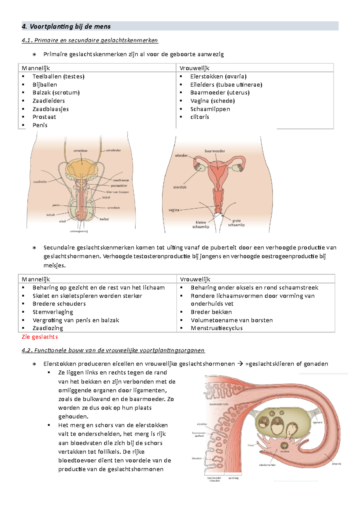 Biologie De Voortplanting Bij De Mens 4 Voortplanting Bij De Mens Primaire En Secundaire