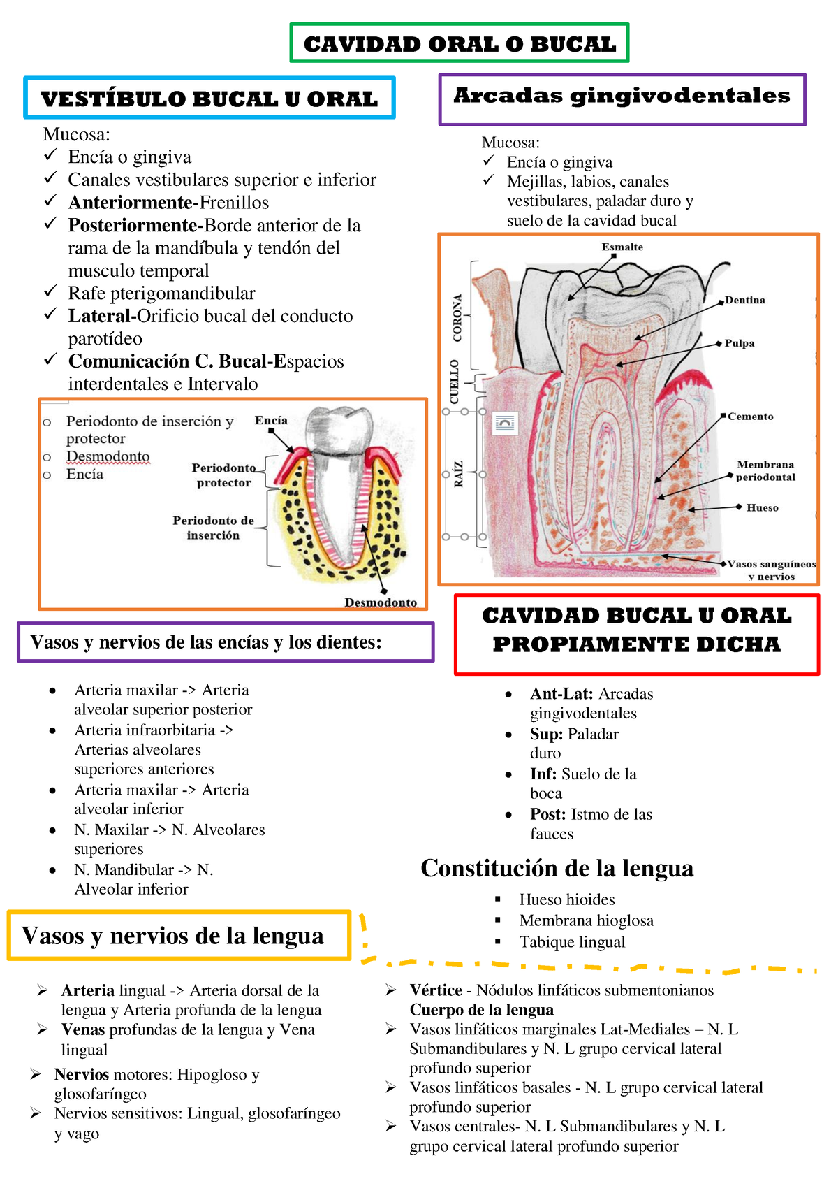 Cavidad Bucal - ANATOMIA HUMANA - UNL - Studocu