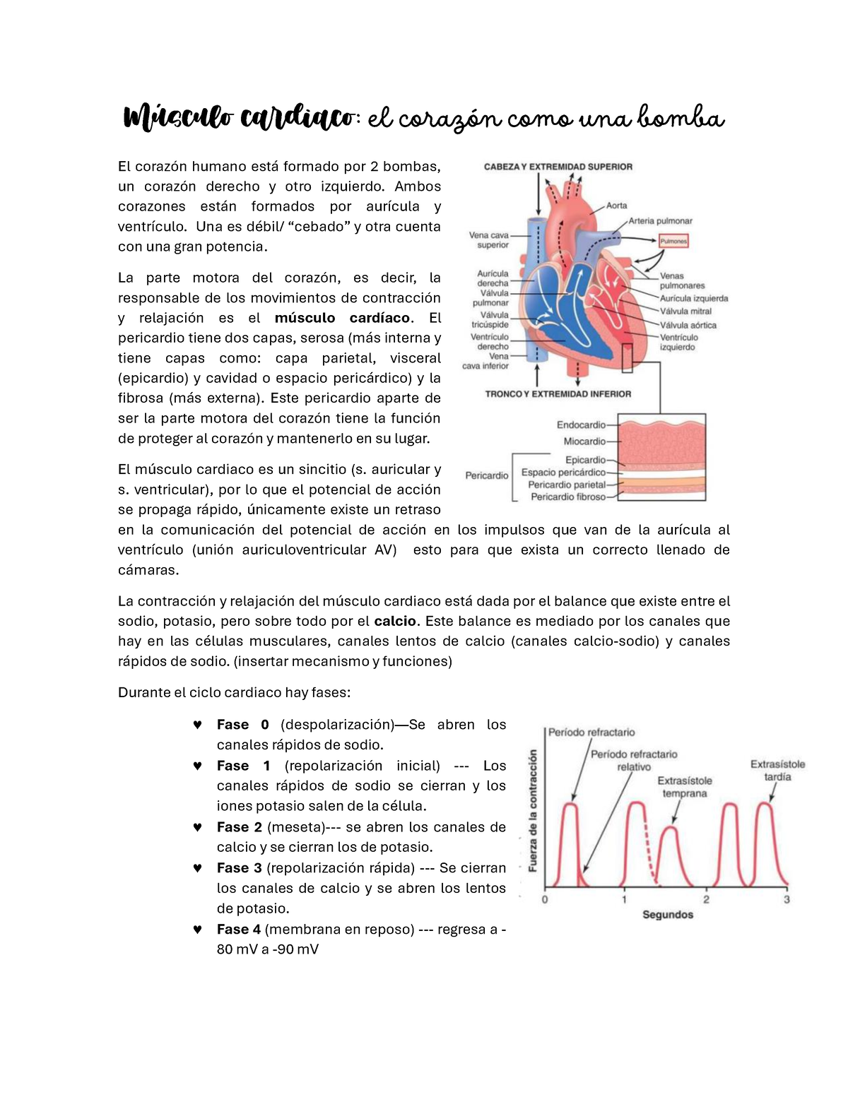 Músculo Cardiaco El Corazón Como Una Bomba Capítulo 9 Guyton Músculo Cardiaco El Corazón 7471