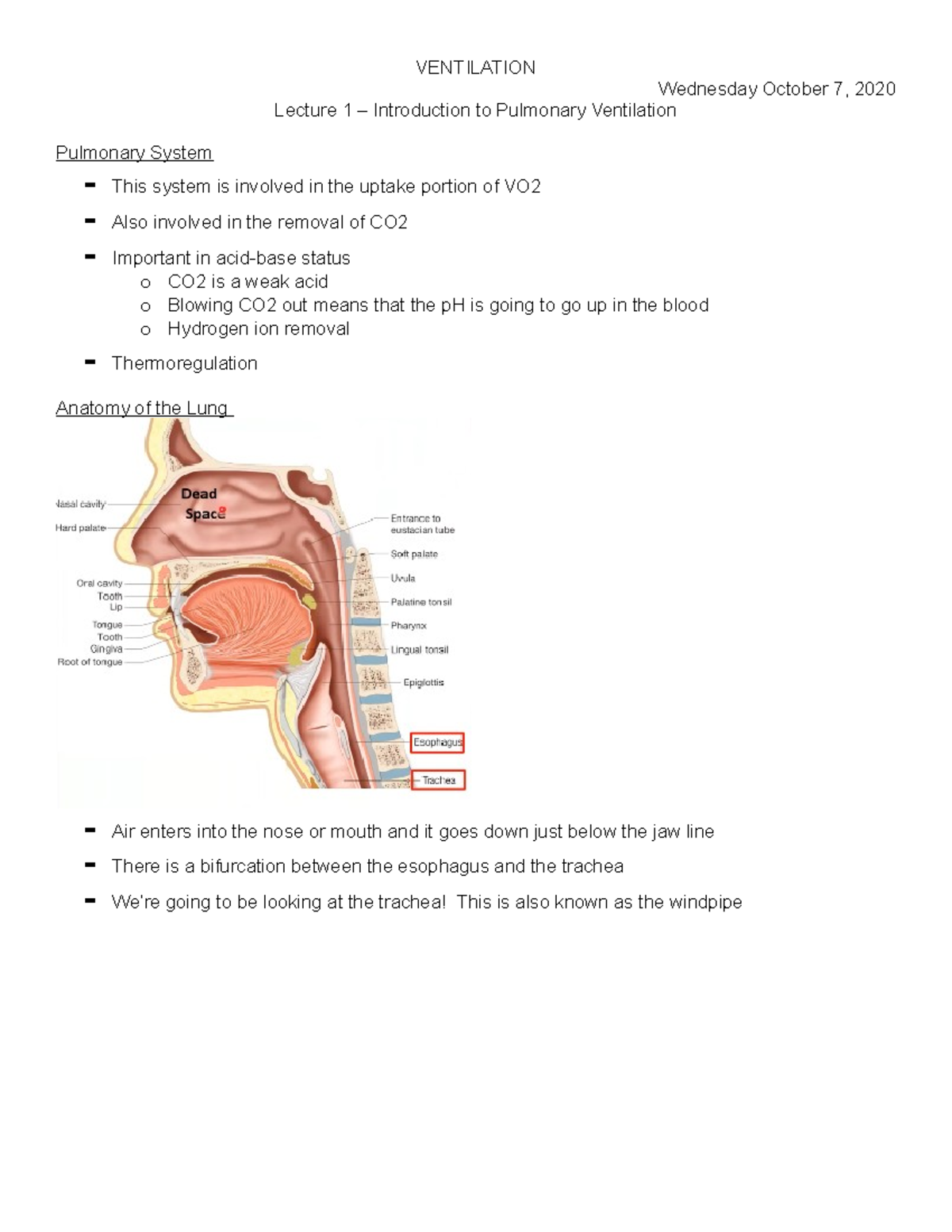 Ventilation - Lecture notes with Dr. Belfry - VENTILATION Wednesday ...