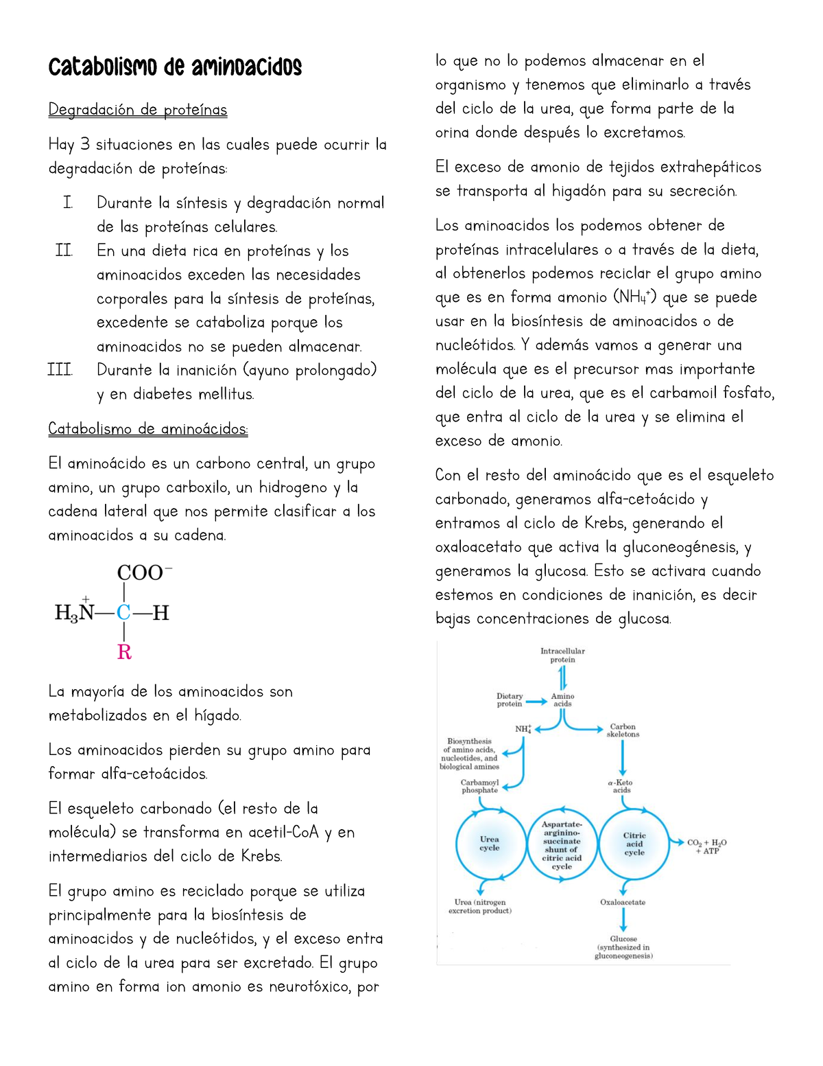 Catabolismo De Aminoacidos - Bioquímica - Universidad Andrés Bello ...