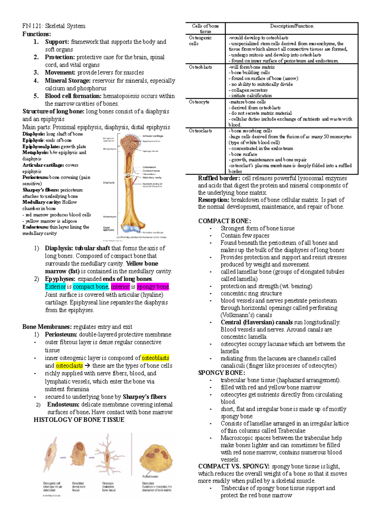 Study Guide NO.5 - Skeletal System - Cells of Bone Tissue FN 121 ...