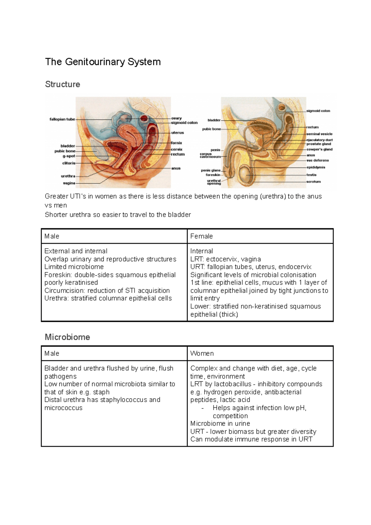 The Genitourinary System - The Genitourinary System Structure Greater ...