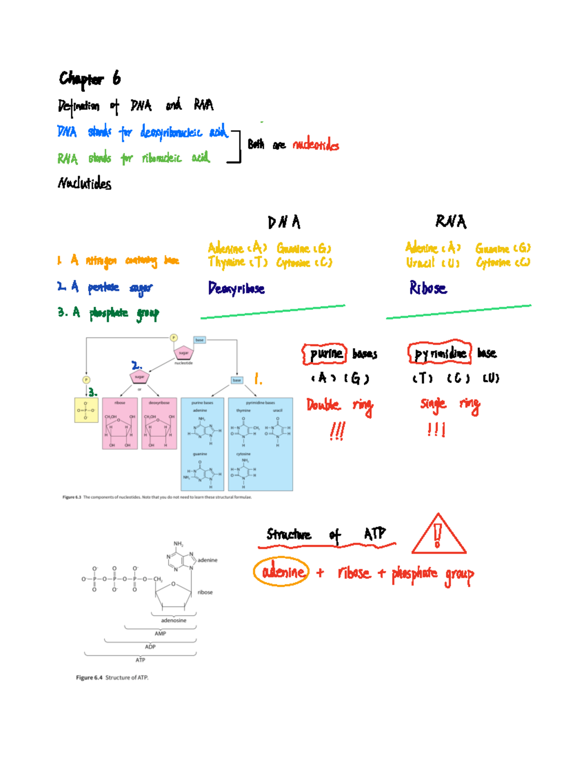 Notes - Chapter 6 Definition of DNA and RM DNA stands for deoxyiibonuck ...