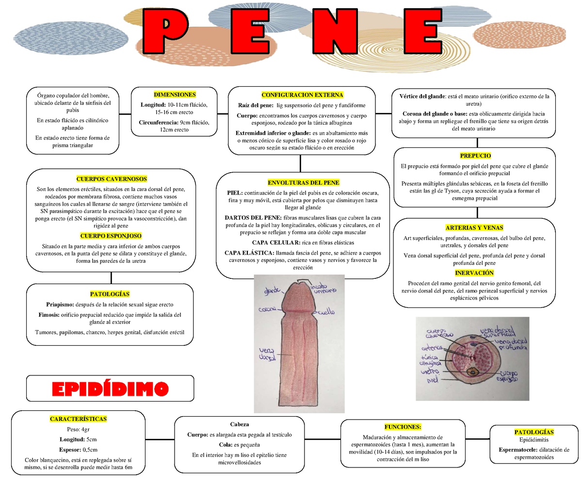 PENE- Epididimo MAPA Conceptual - Órgano copulador del hombre, ubicado  delante de la sínfisis del - Studocu