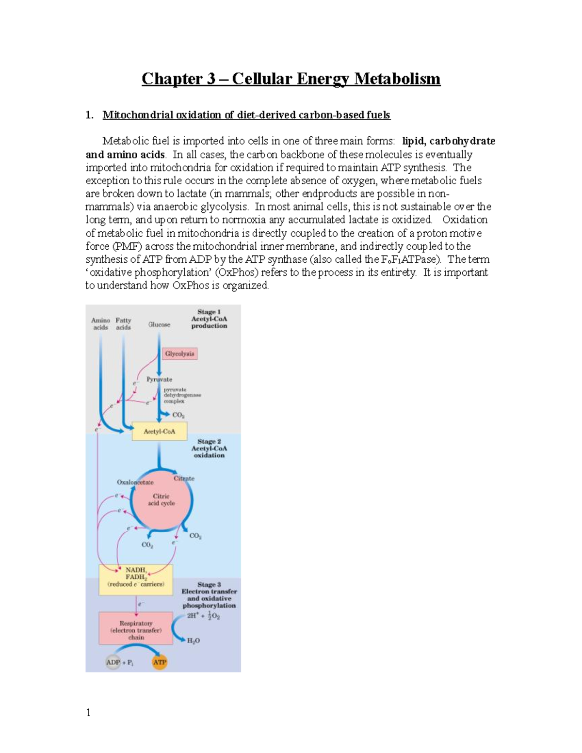 Chapter 3 - Cellular Energy Metabolism - Chapter 3 – Cellular Energy ...