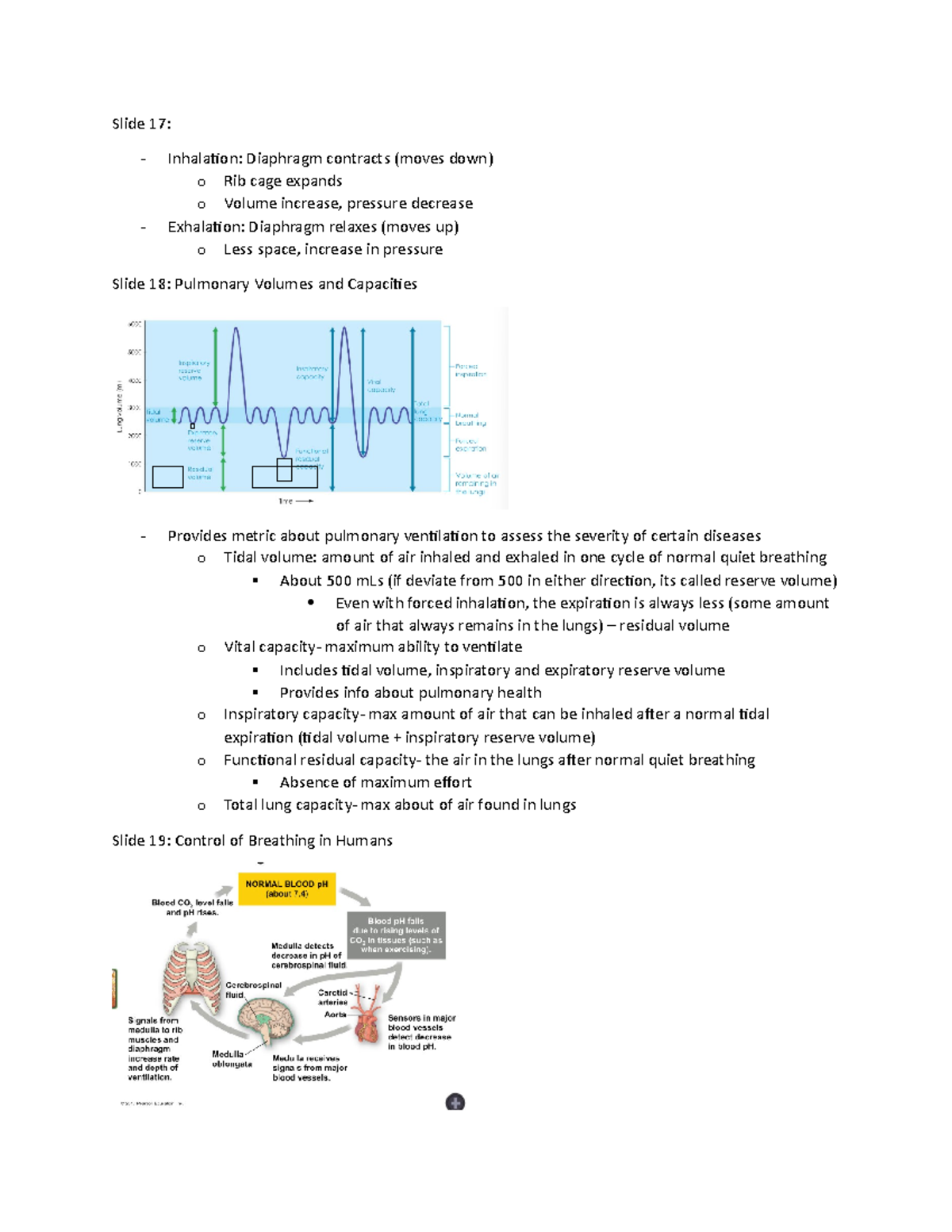 Gas Exchange Part 2 Slide 17 Inhalation Diaphragm contracts (moves