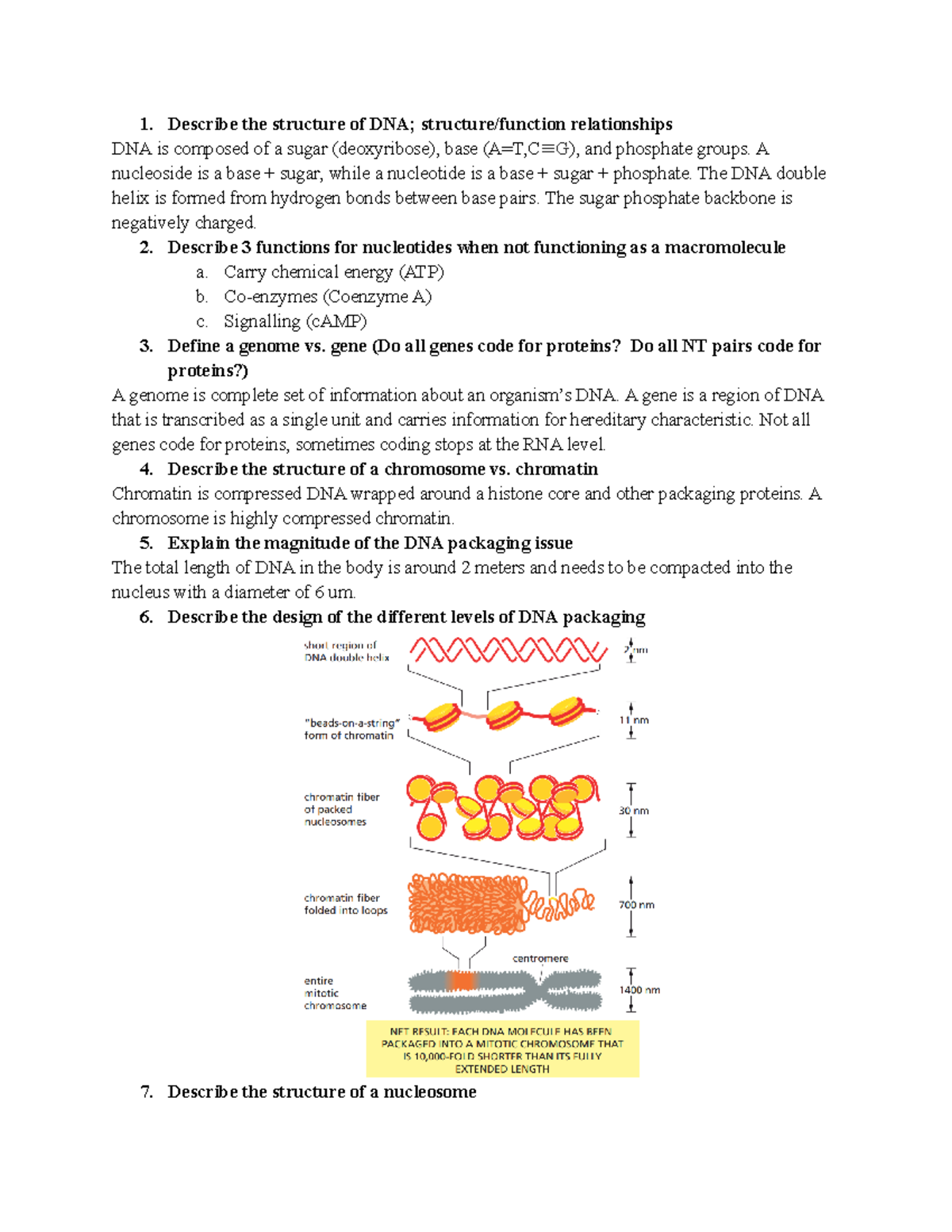 6 DNA - Describe the structure of DNA; structure/function relationships ...