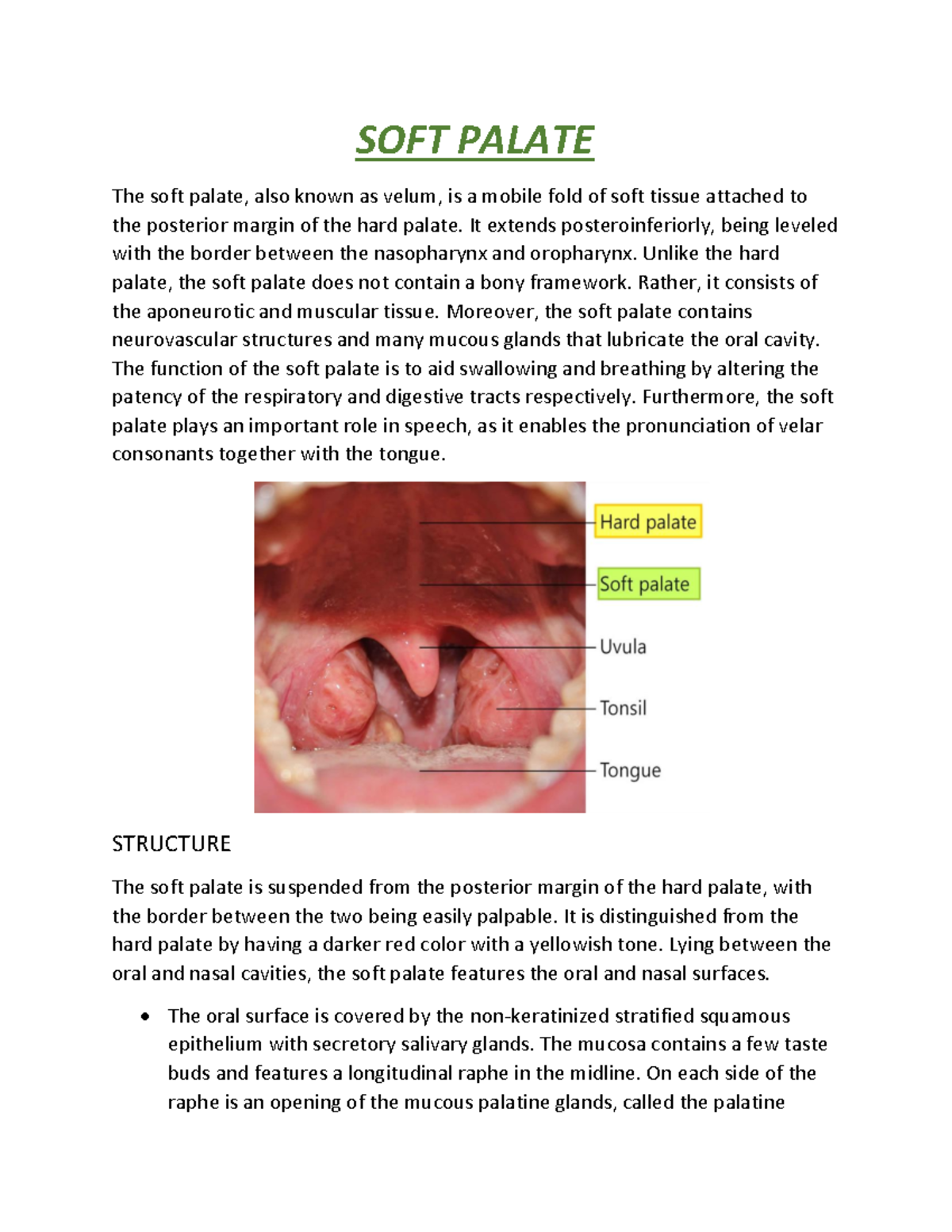 soft-palate-soft-palate-the-soft-palate-also-known-as-velum-is-a