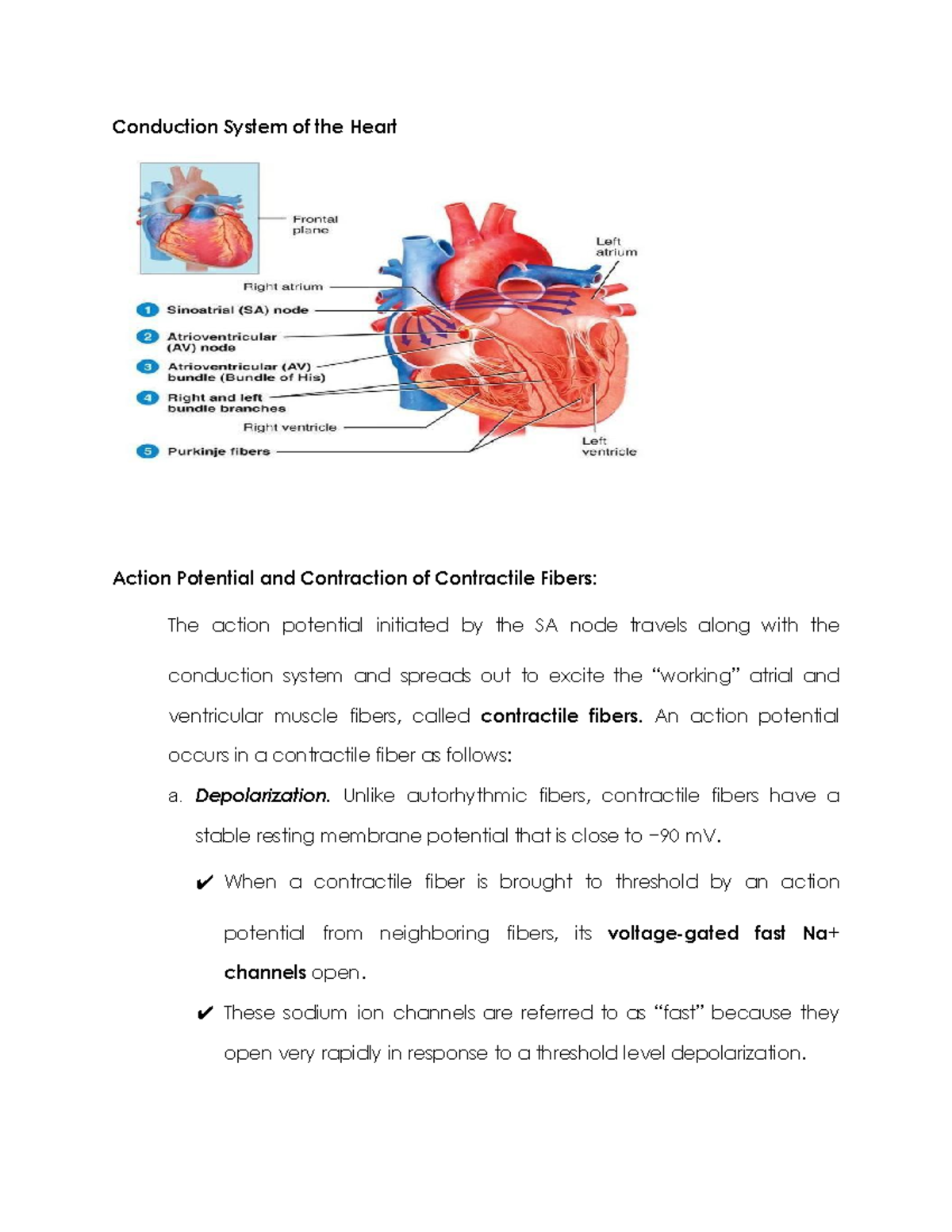 Conduction System of the Heart - Conduction System of the Heart Action ...