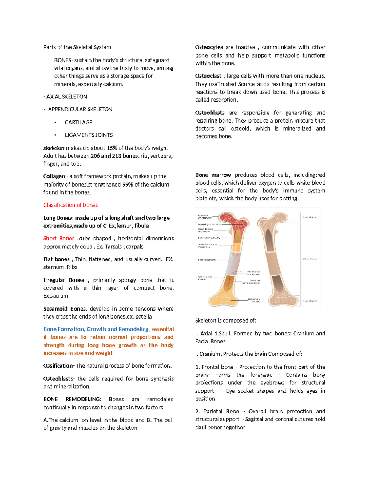 Anaphy Parts of the Skeletal System - Parts of the Skeletal System ...