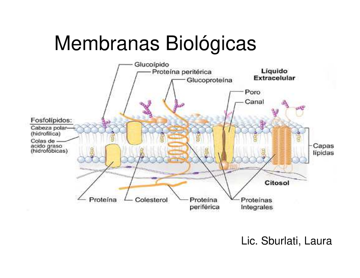 Membranas Biológicas Membranas Biológicas Lic Sburlati Laura