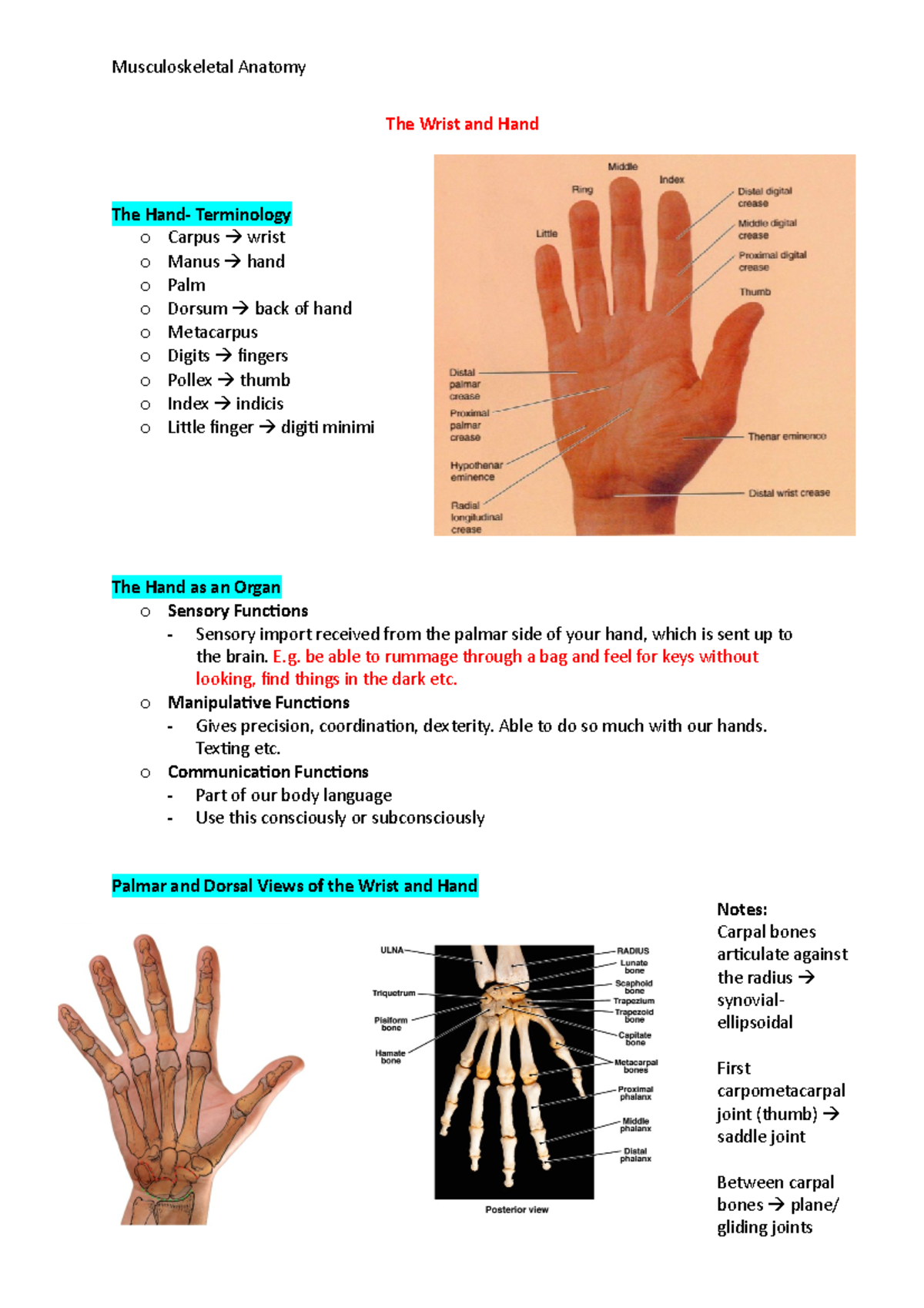 The Wrist And Hand Notes - Musculoskeletal Anatomy The Wrist And Hand ...