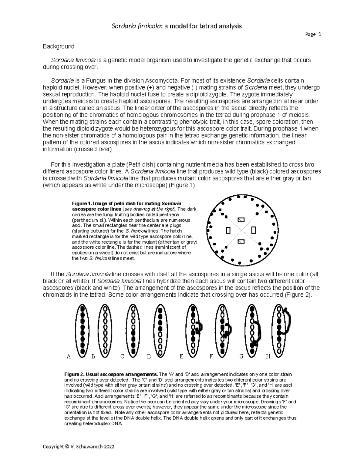 Sordaria lab Spring 2024 2 - Page 1 Background Sordaria fimicola is a ...