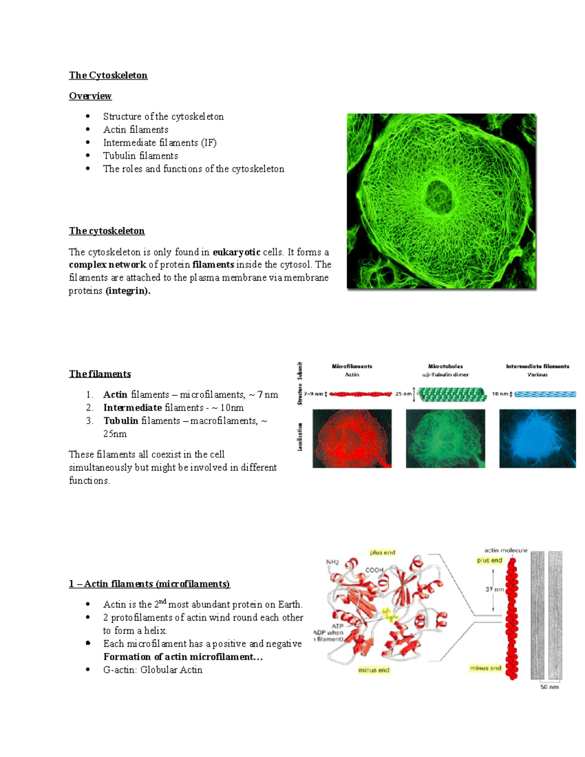 L5 - Cytoskeleton - Lecture notes 5 - The Cytoskeleton Overview ...