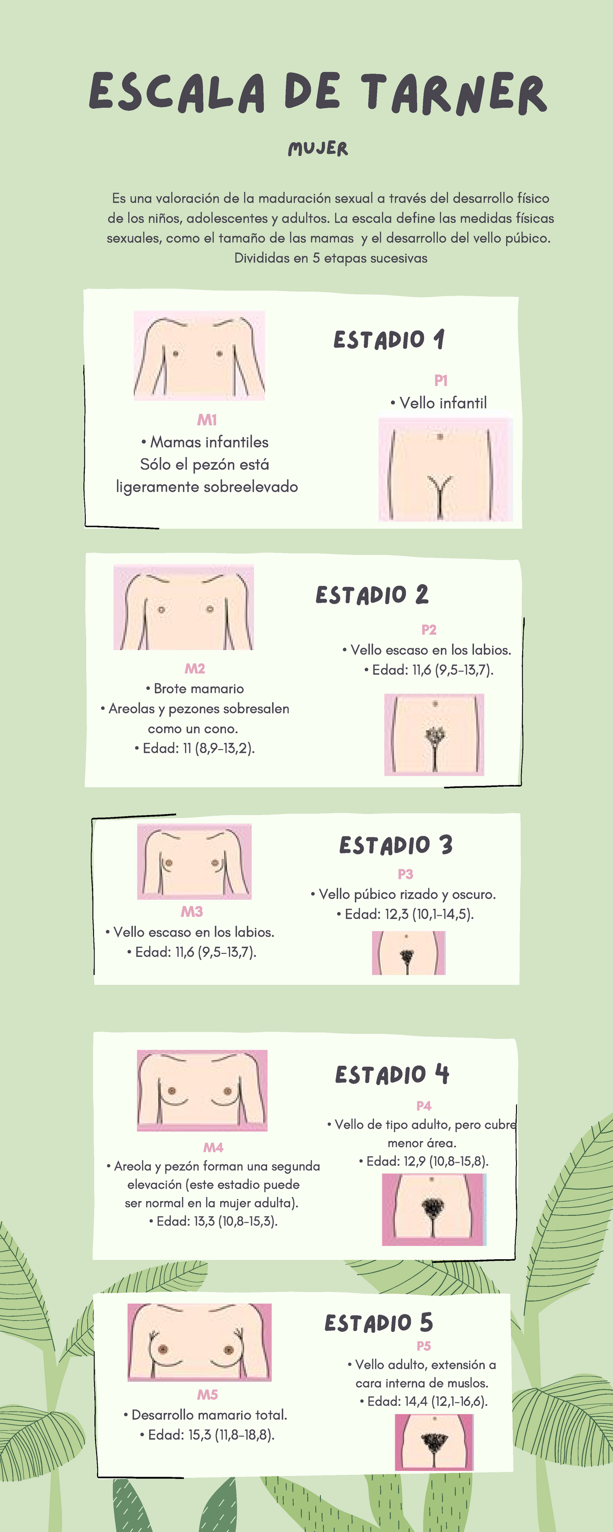 Escala De Tarner Infografía Estadio 5 Mujer Escala De Tarner M Desarrollo Mamario Total