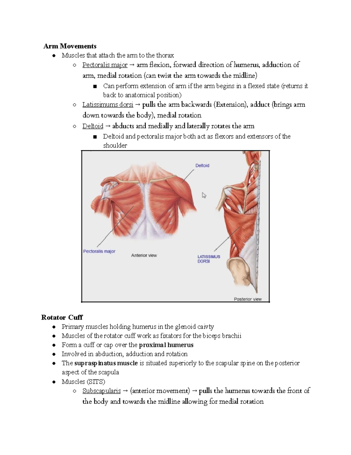 Lecture 34 - Skeletal Muscle Gross Anatomy (Part 2) - Arm Movements ...