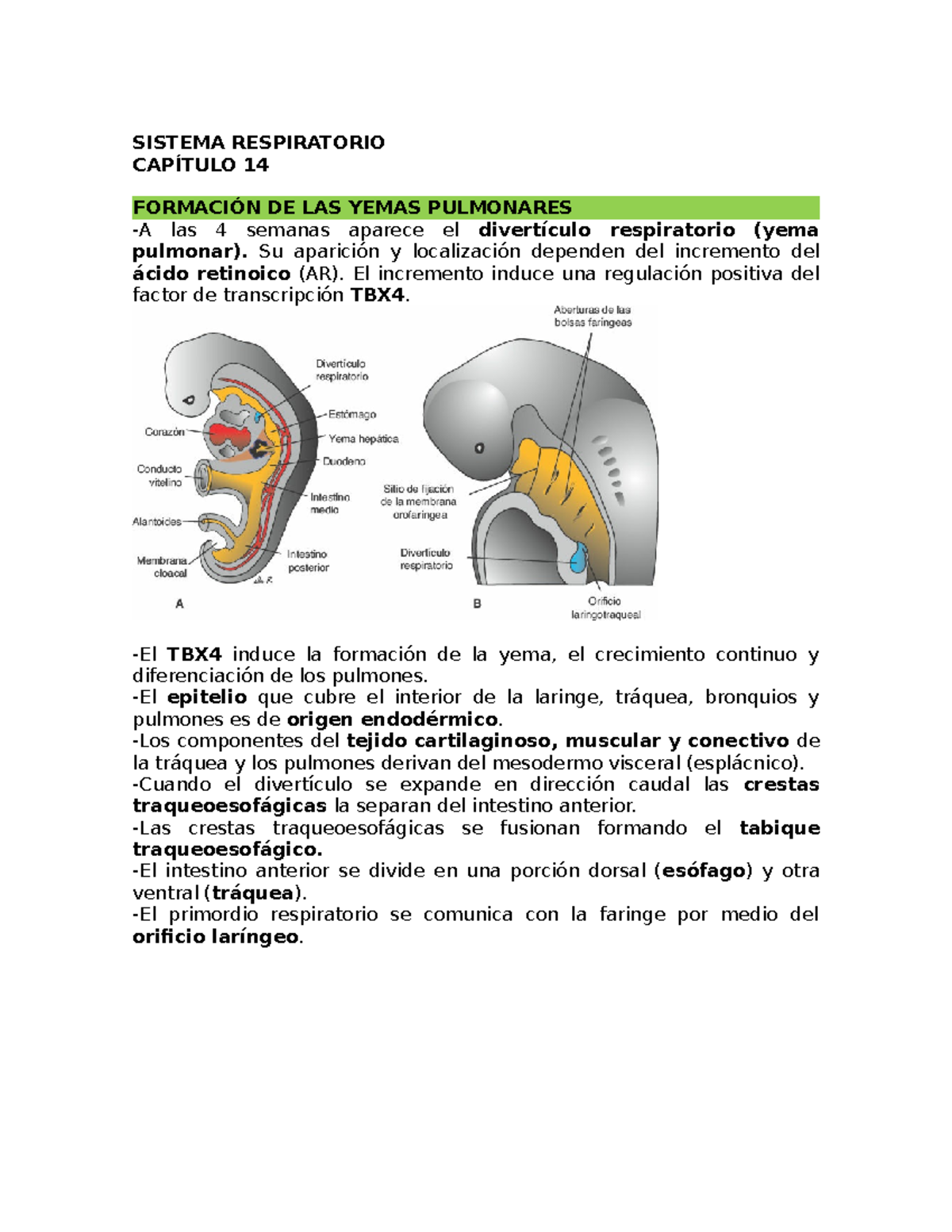 Sistema Respiratorio Langman. Embriologia Medica StuDocu