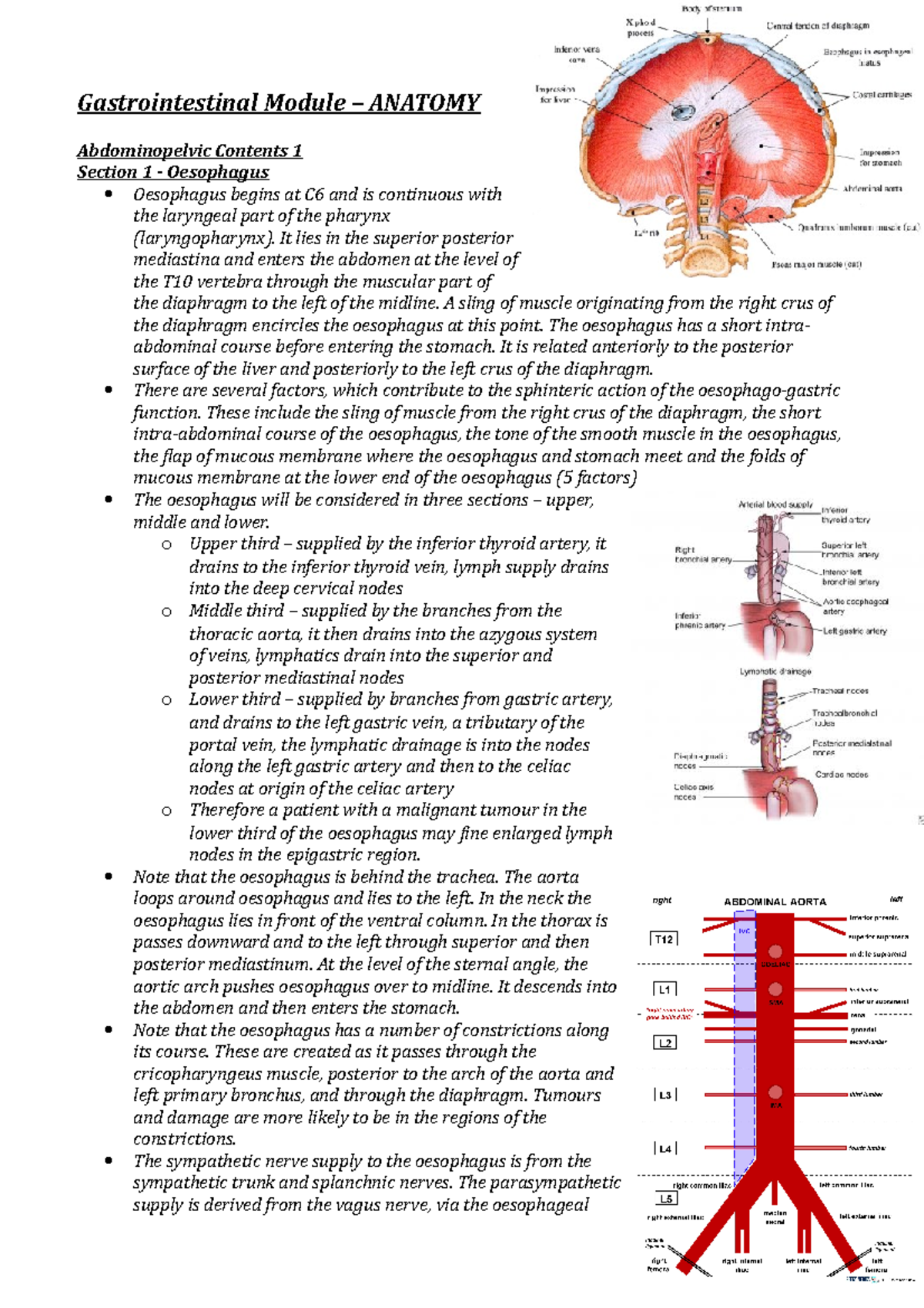 Gastrointestinal Module – Anatomy - Gastrointestinal Module – ANATOMY ...