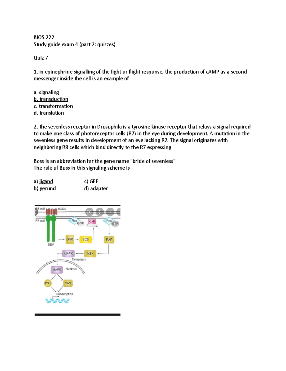 Study guide Exam4 (part 2 quizzes) - BIOS 222 Study guide exam 4 (part ...