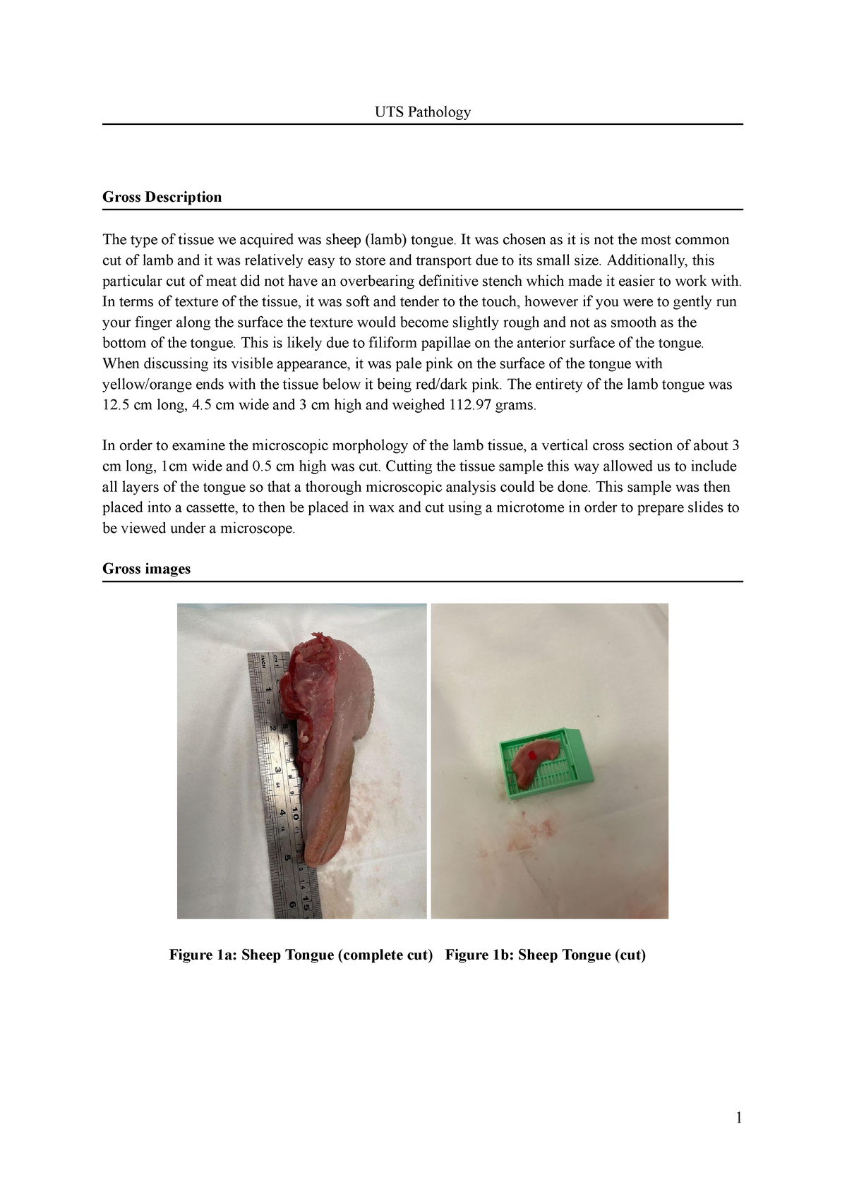 Histology report template-2 (1).docx - 091500 - Studocu