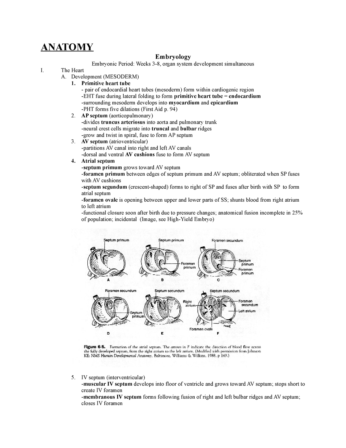 First Aid Anatomay - Reviewer - ANATOMY Embryology Embryonic Period ...