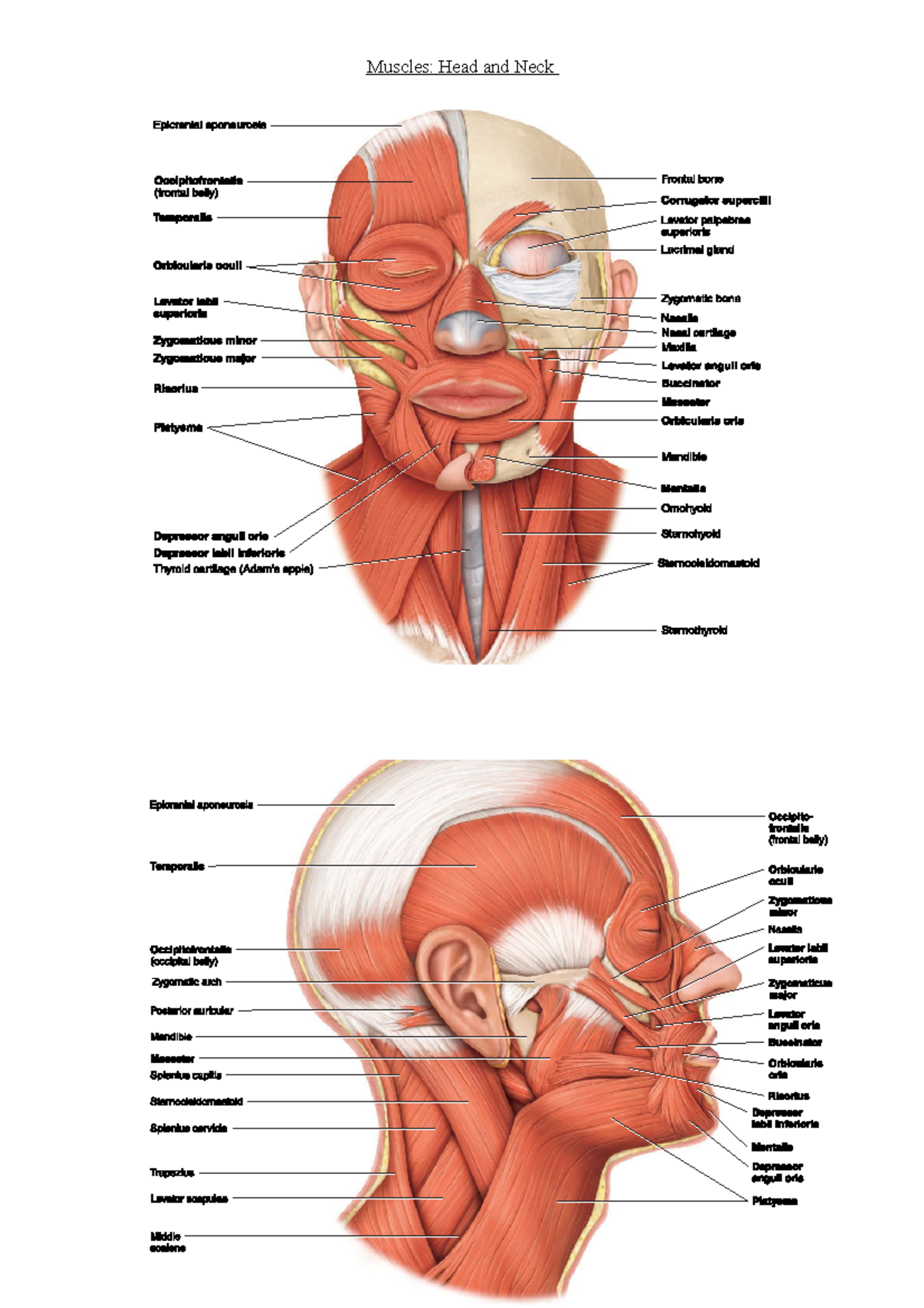 illustrated anatomy of the head and neck pdf download