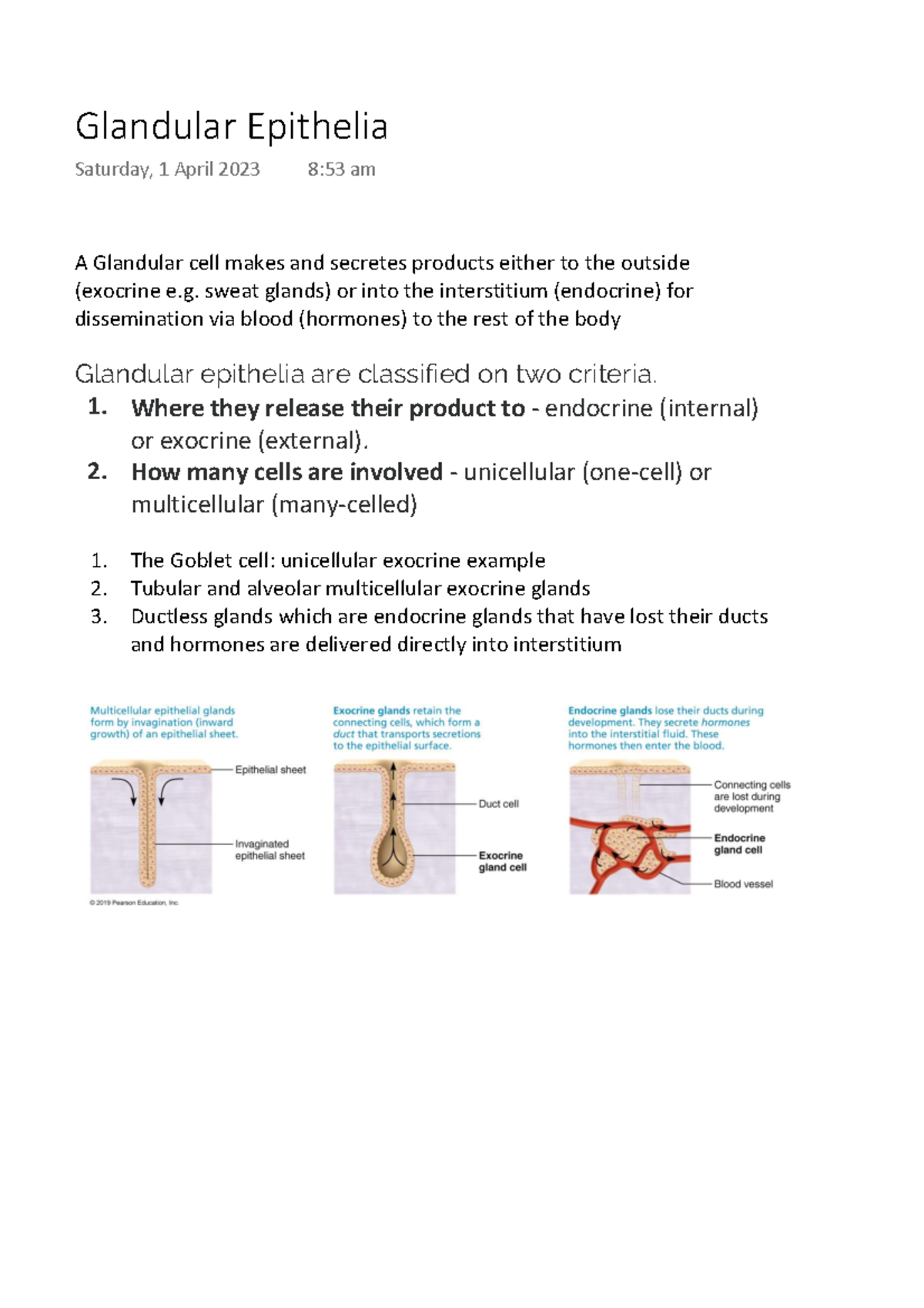 Glandular Epithelia A Glandular cell makes and secretes products
